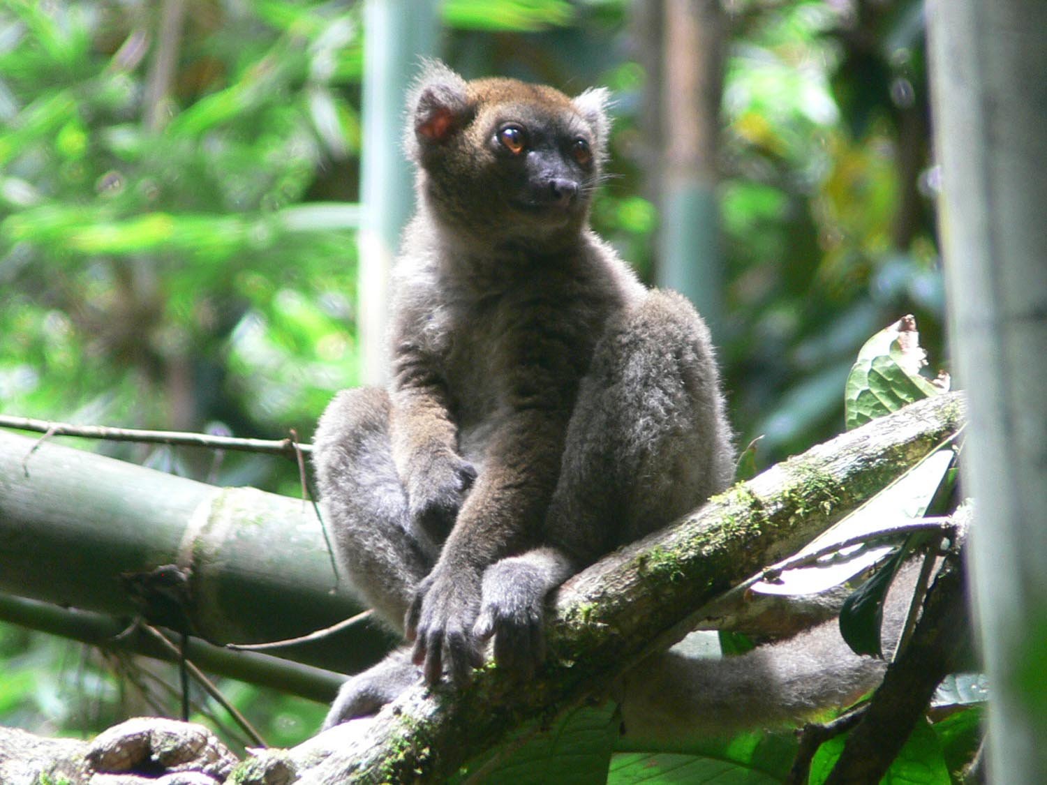 CAZ 1503 greater bamboo lemur by Lucien (71)