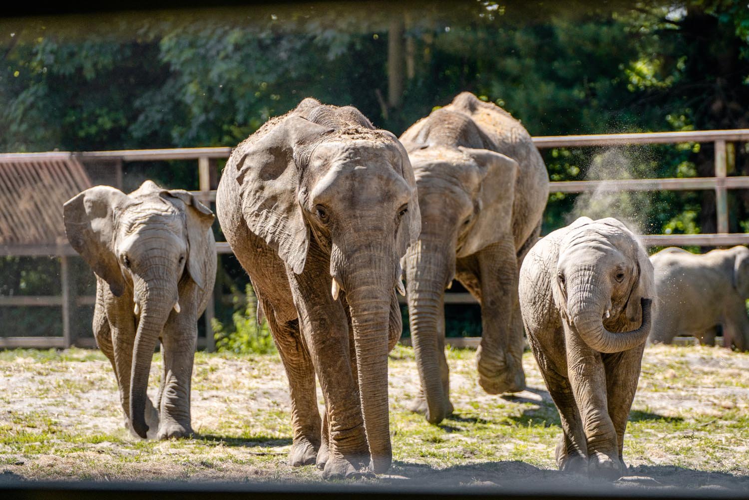 Elephants-in-The-Sun-7