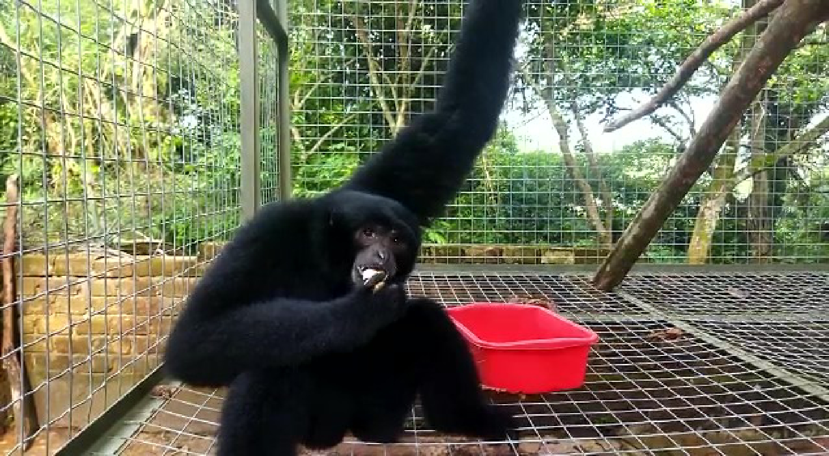 First siamang in quarantine (2)