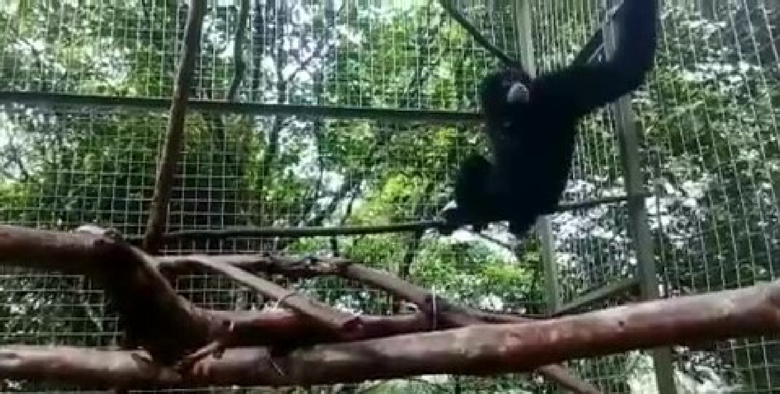 First siamang in quarantine