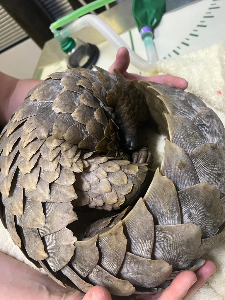 Pangolin - IMG-20220725-WA0013