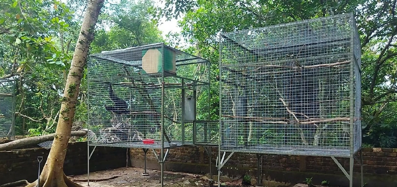 Quarantine Cage