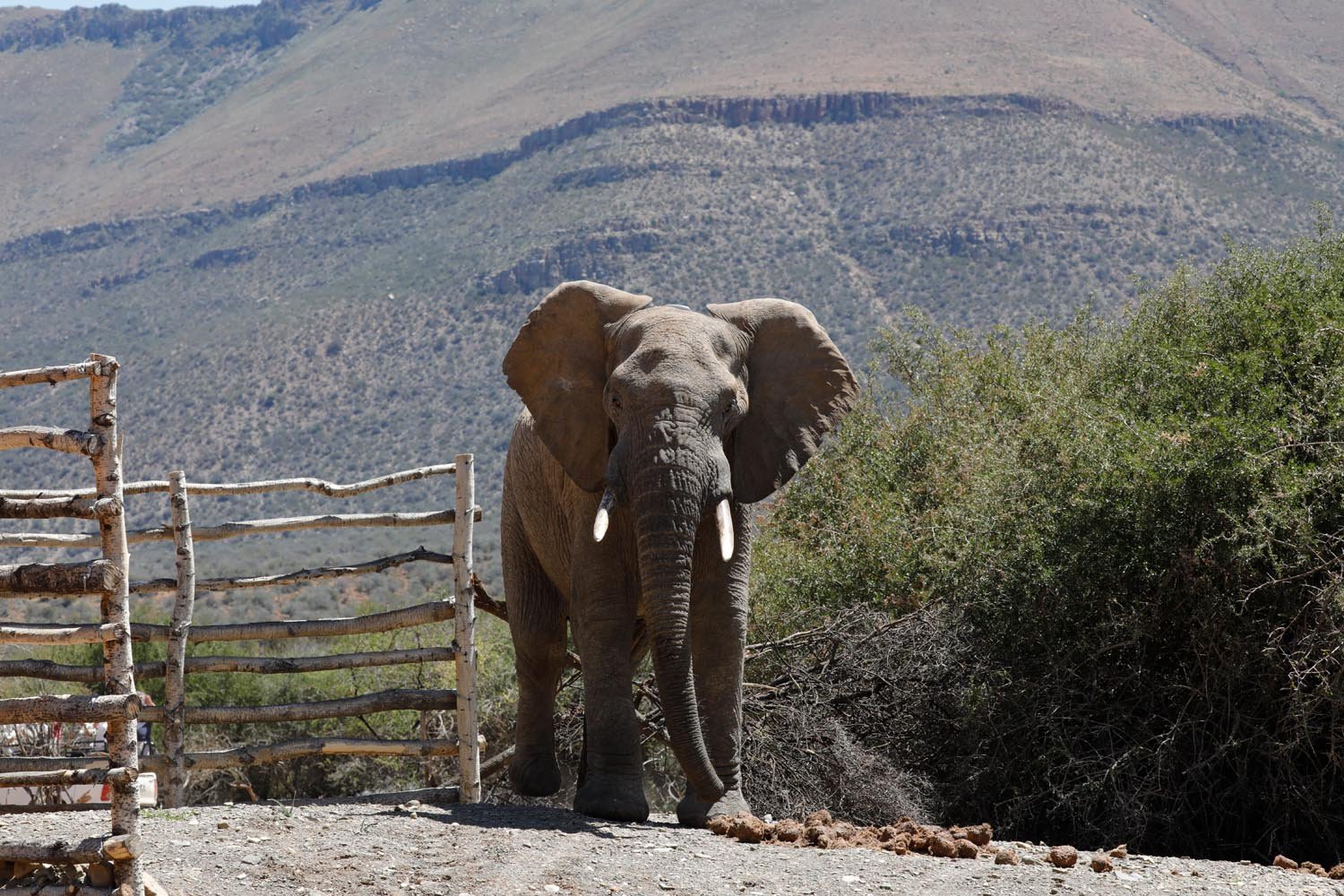 Rescued Bull Elephants First Steps