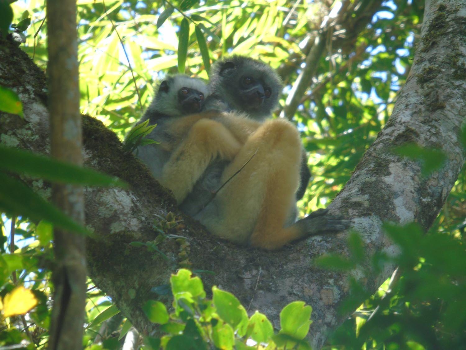 diademed sifaka and baby in CAZ 1711 by Lucien (2)