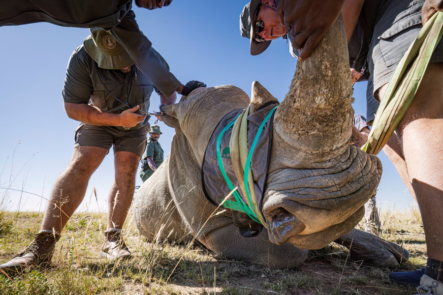 Project Rhino by Wiki West from WeWild Africa-49