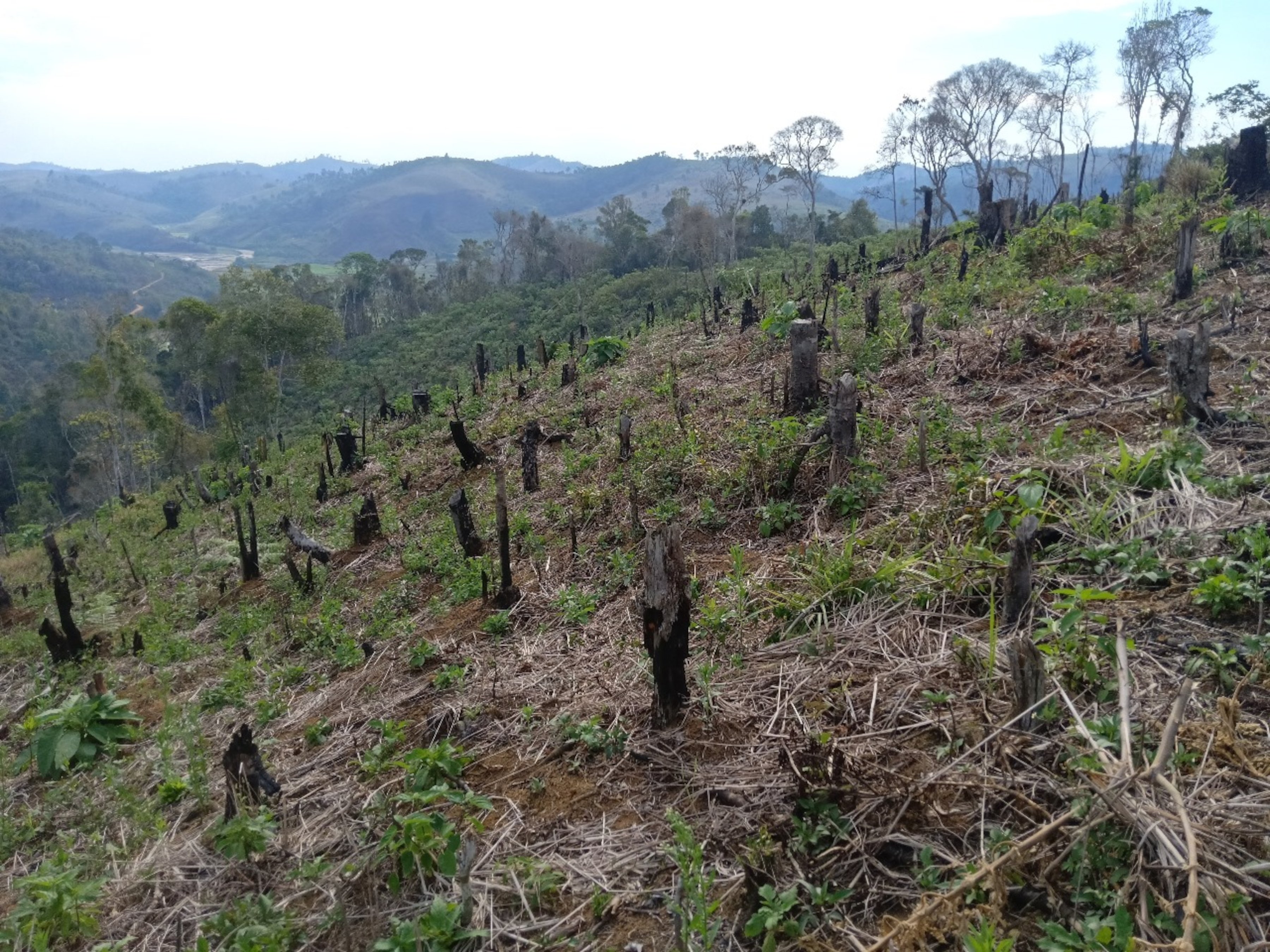 Area of degraded forest to be restored