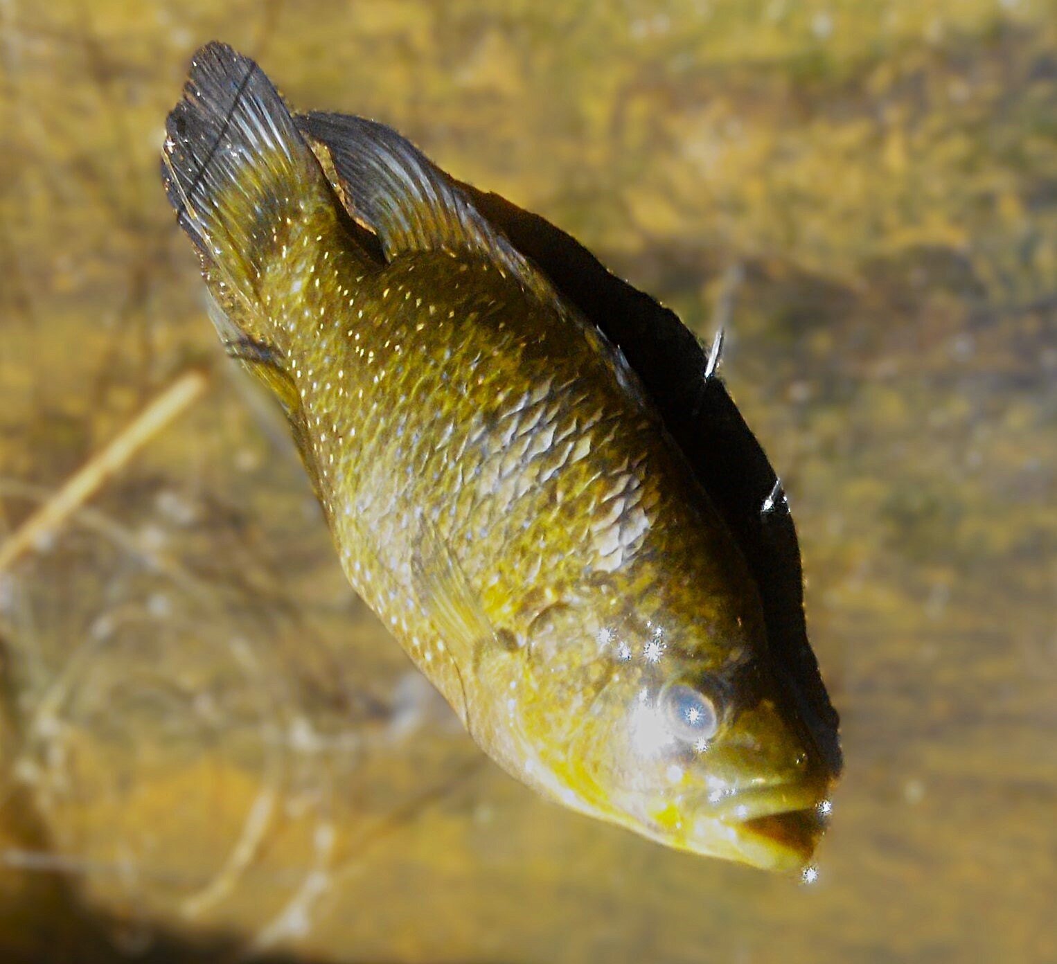 Fish Marakely Marofototra