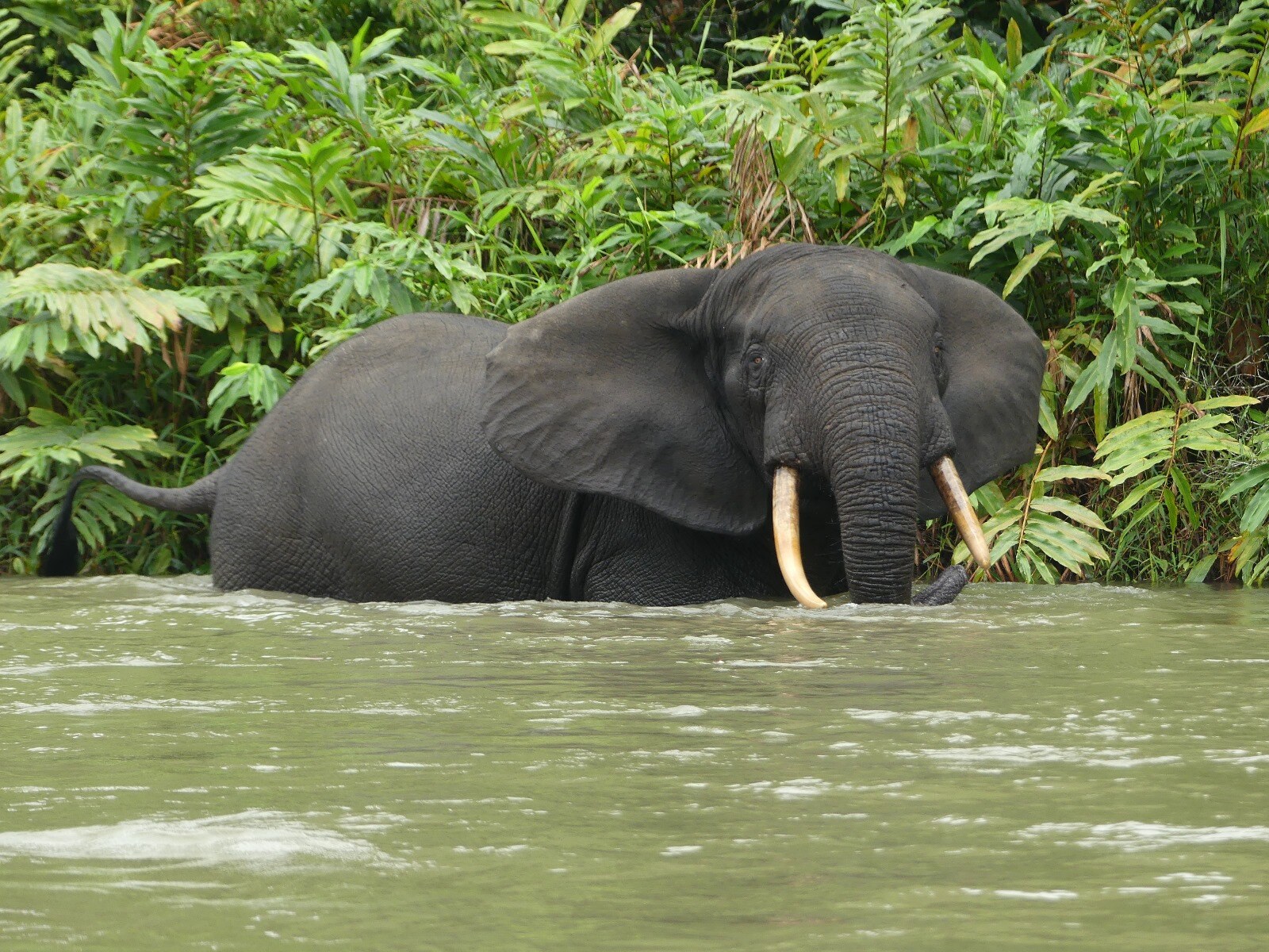 Forest Elephant