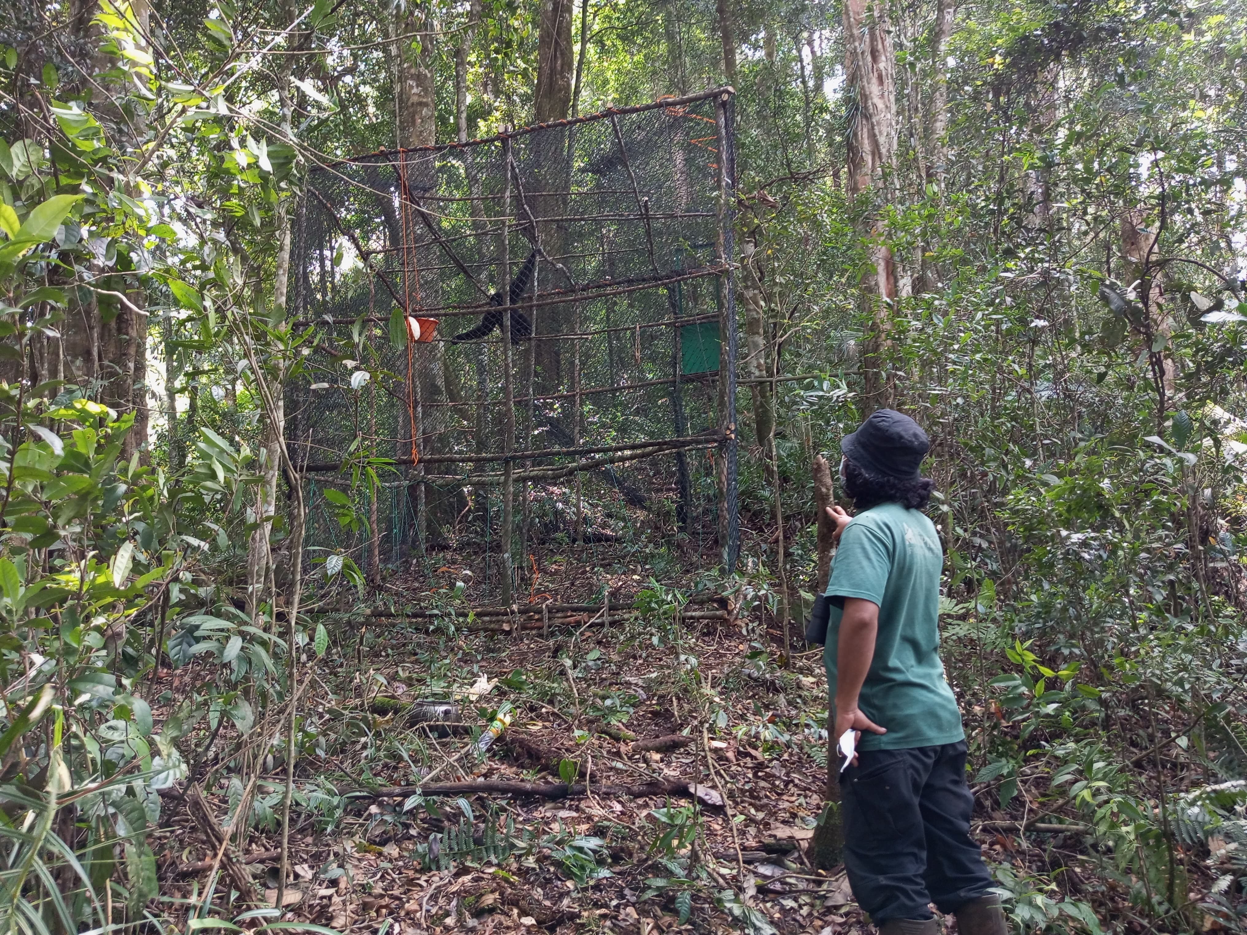 Joni in final habituation phase at release site 