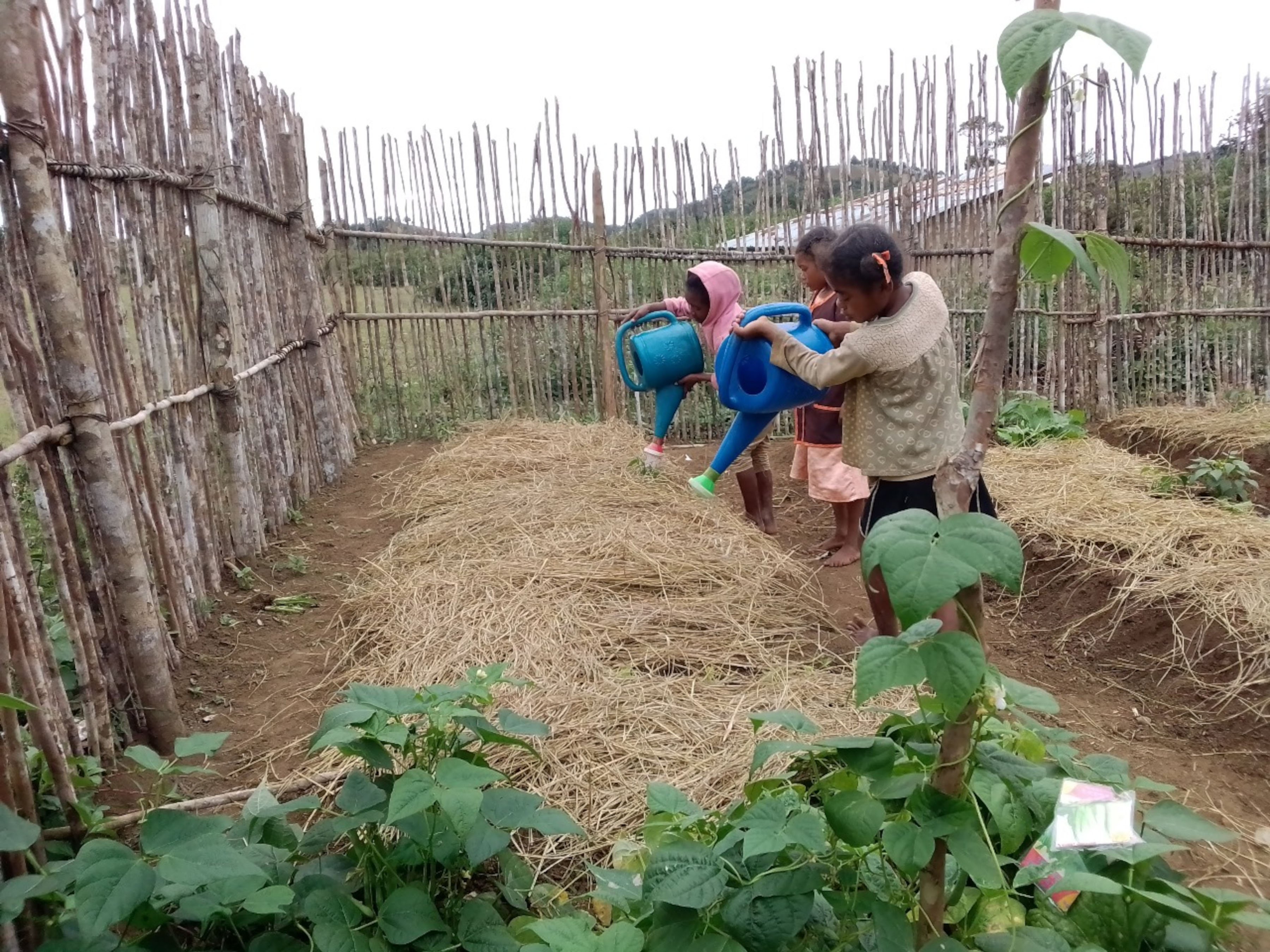 Mulching techniques in Sakalava May 2024 11