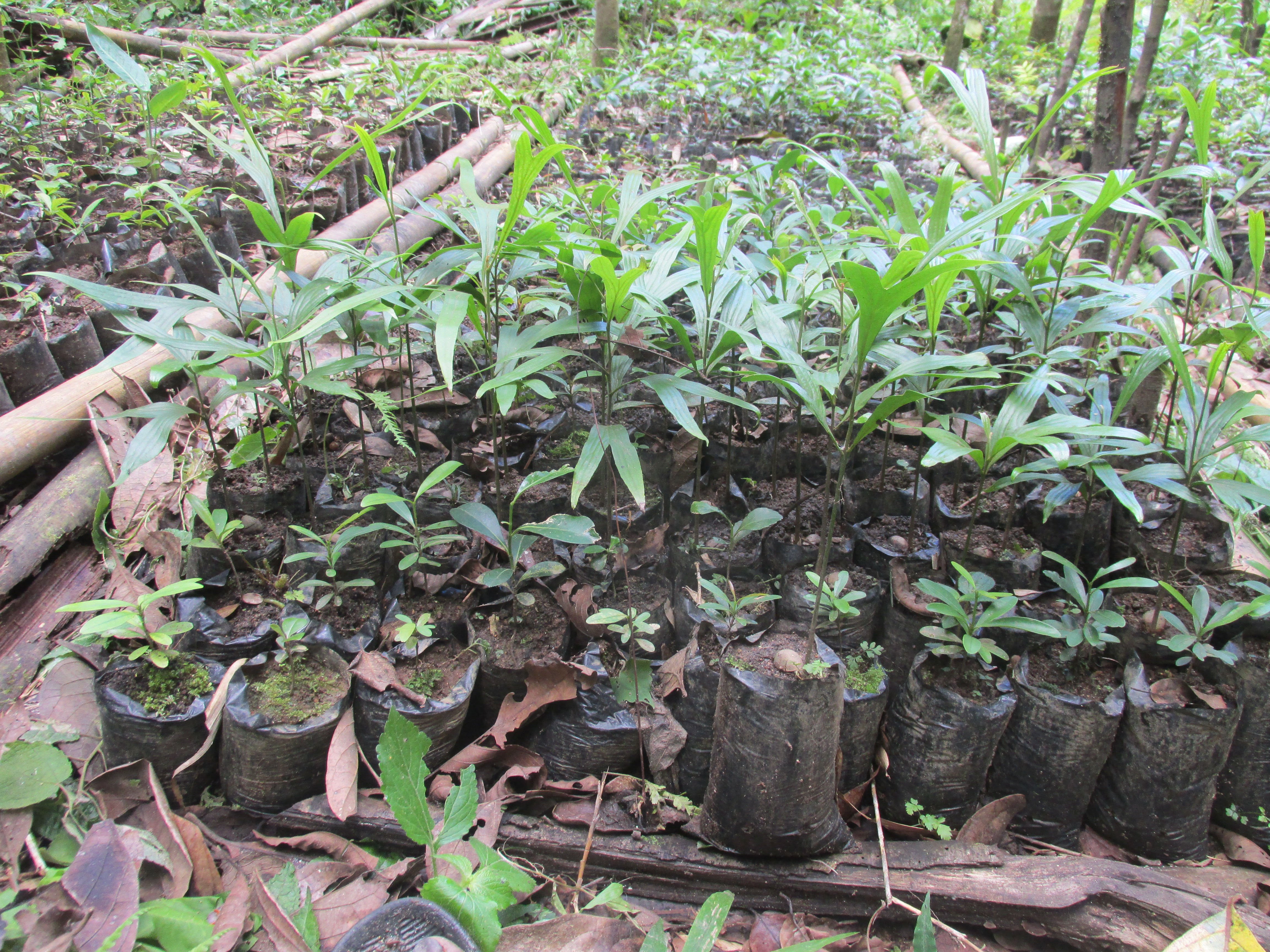 Plant produced in Nursery