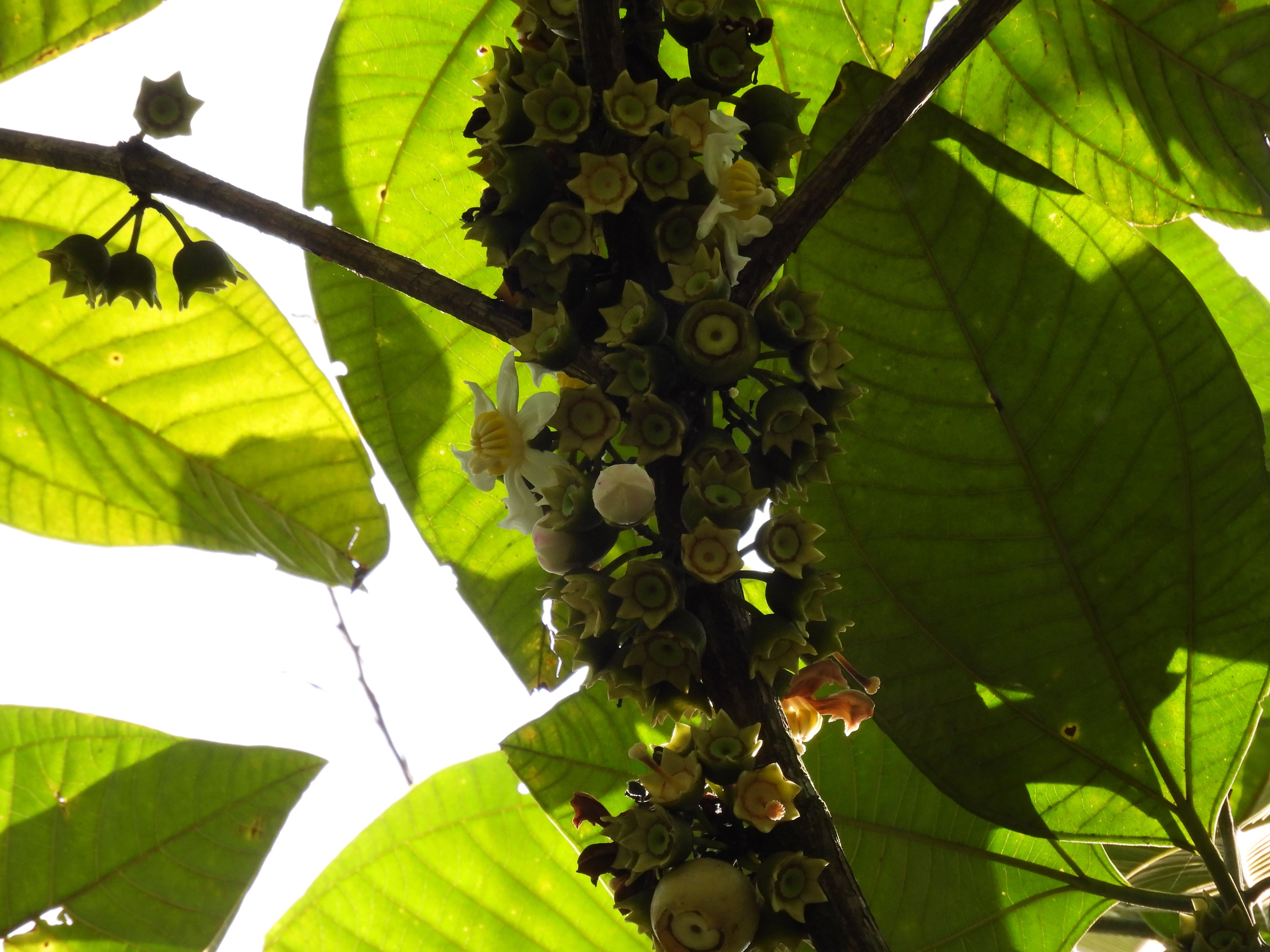 Plant species are recorded during pre-release surveys