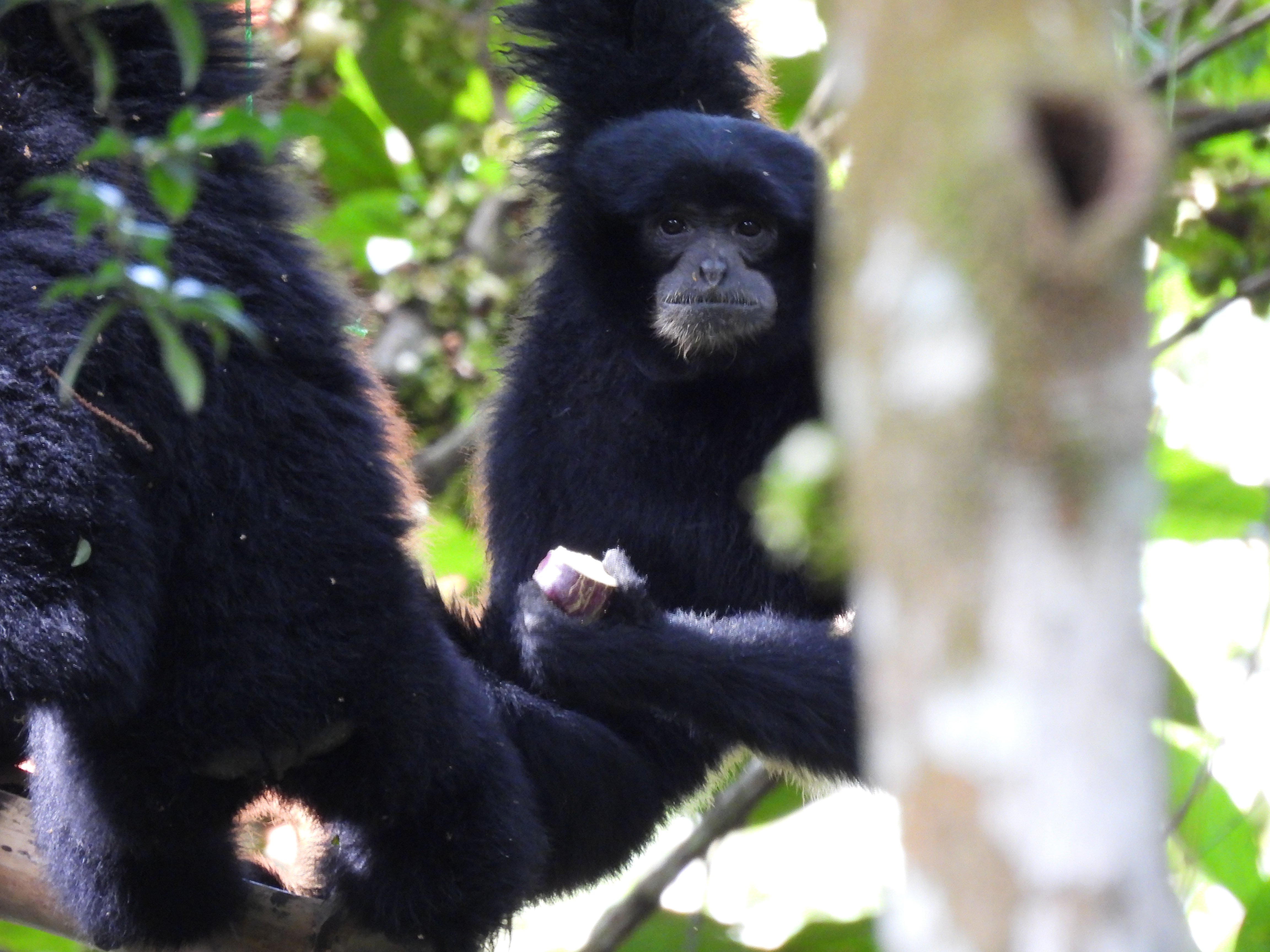 Rehabilitated Siamang Back in the Wild