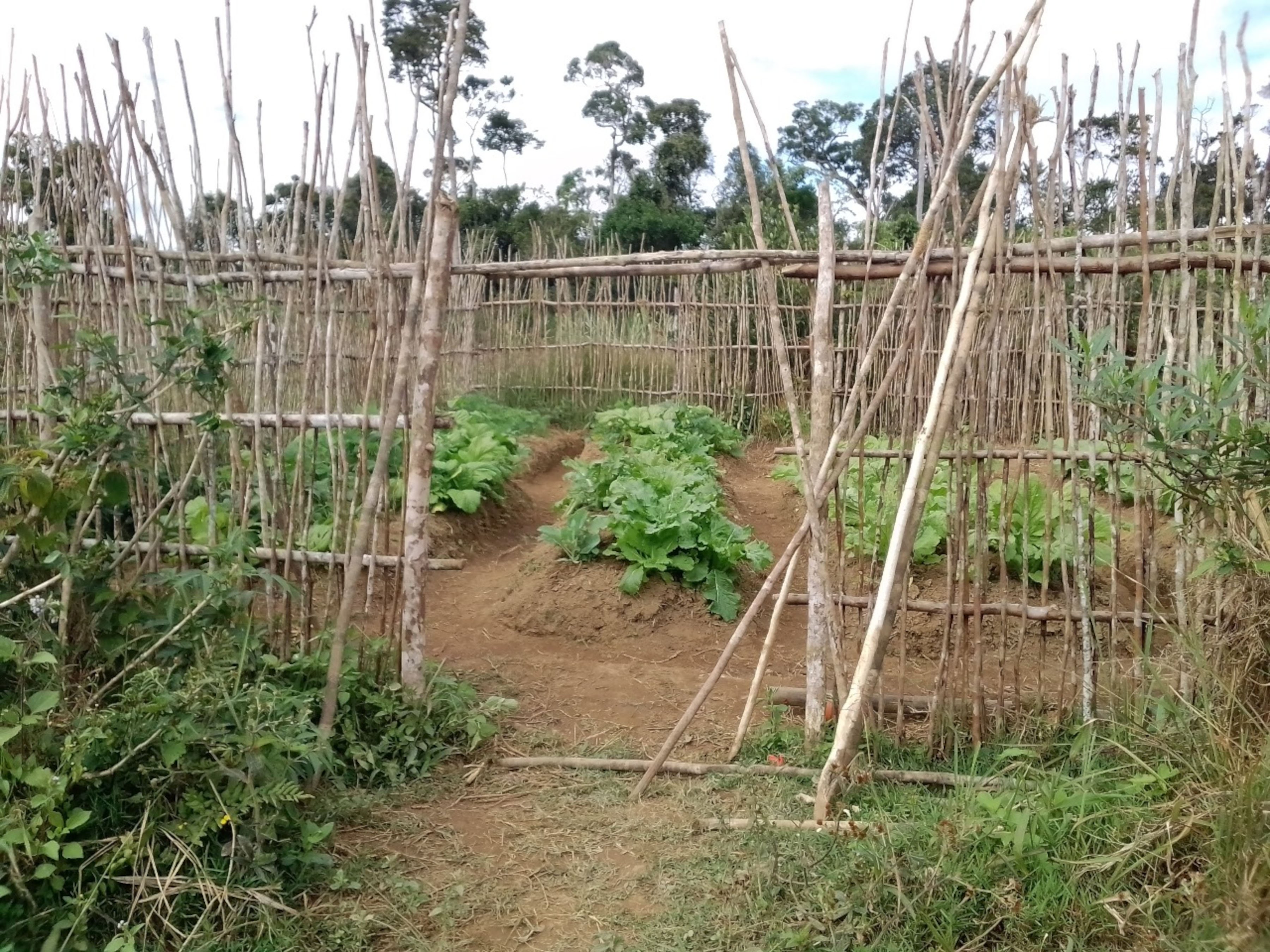 School garden at Antanambaovao (still Fkt Sakalava) May 2024 18