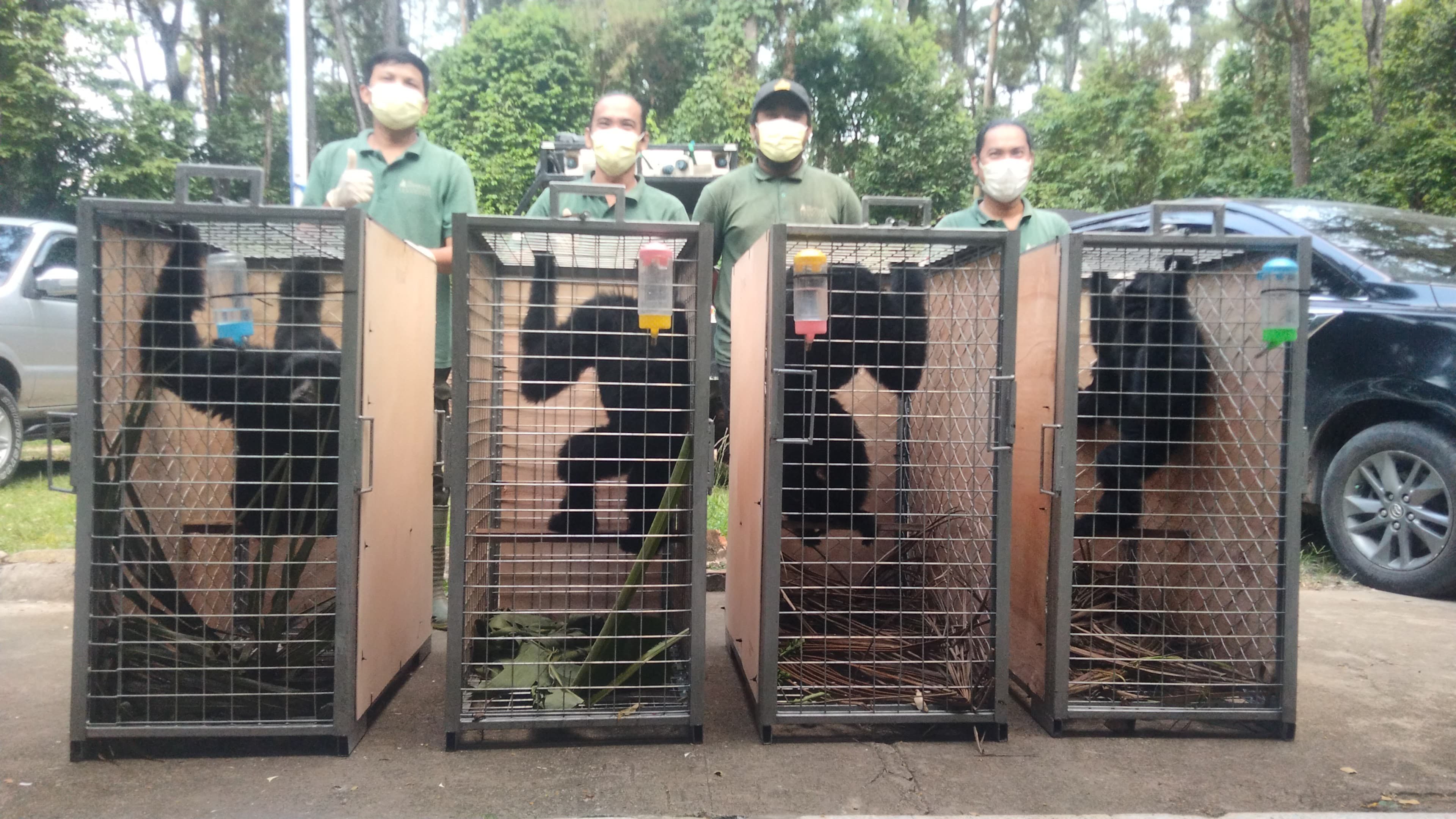 Translocation of four siamang 28th October 2024