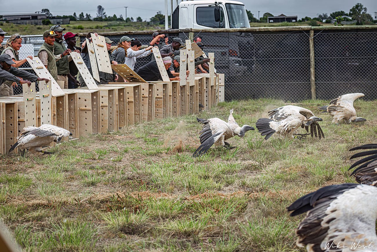 Vulture-Translocation---Credit-Wiktoria-West(1)SMALL