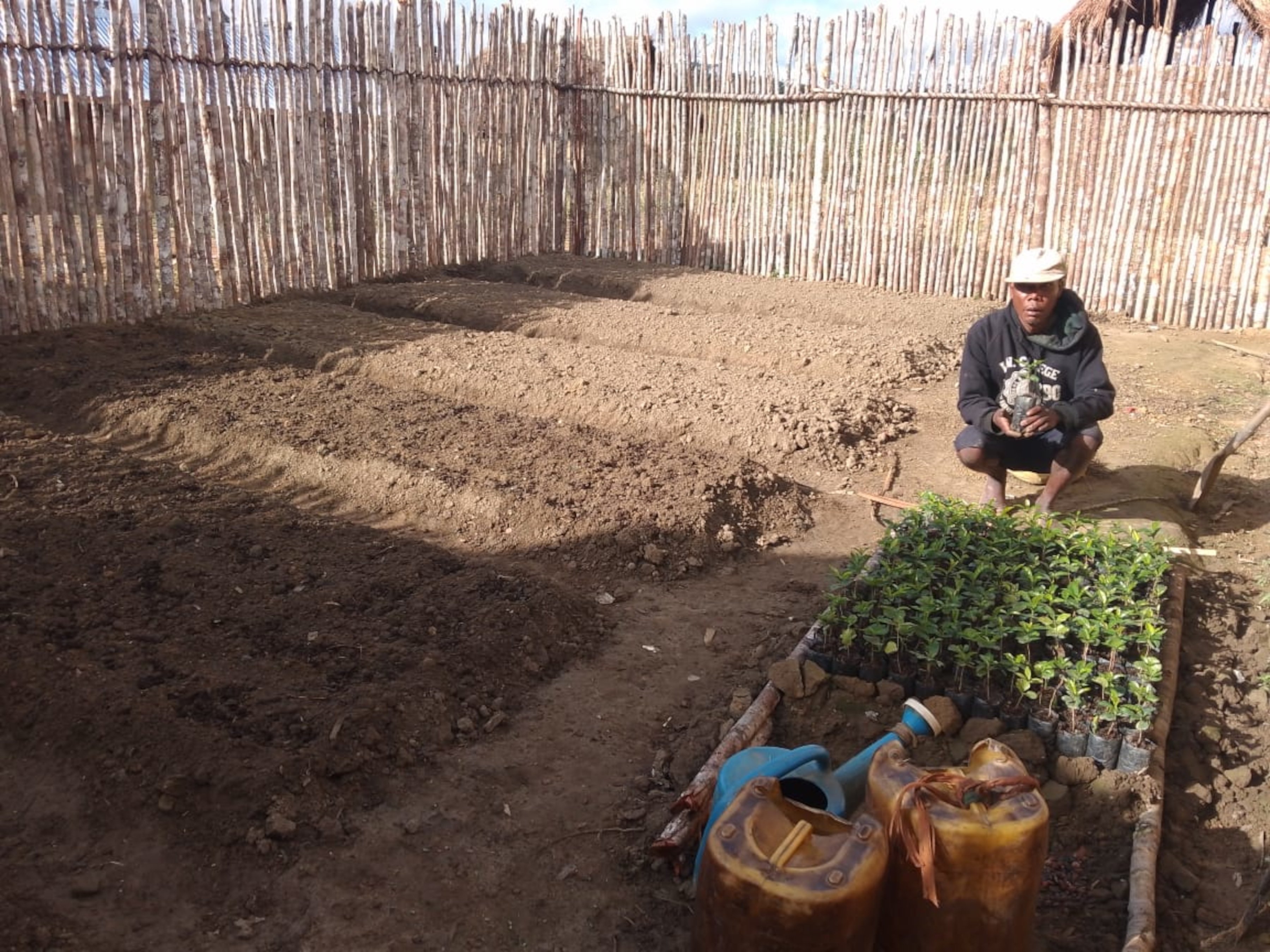 Young coffee supply Sakalava