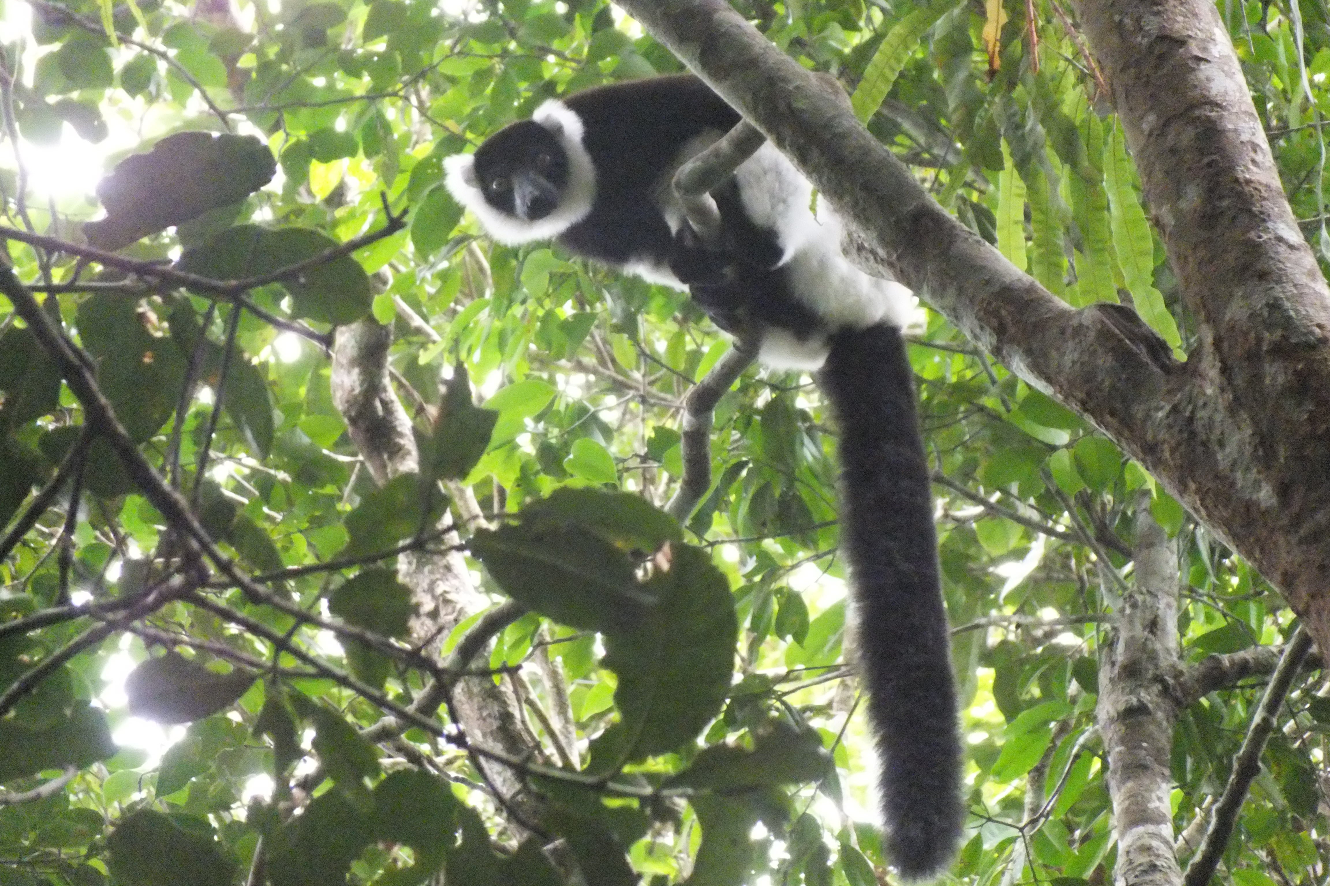 Ambodiatafana B & W Ruffed Lemur