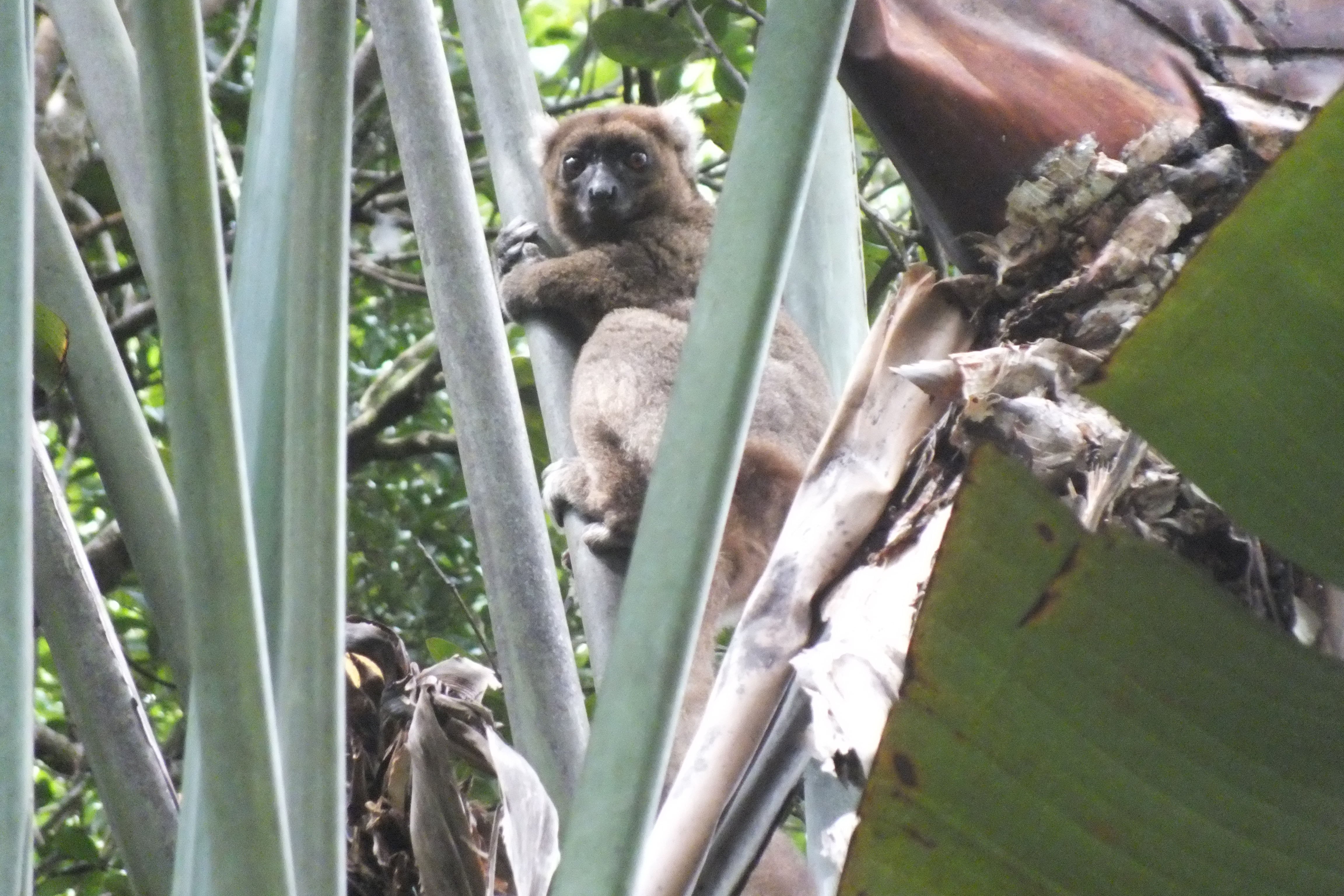 Ambodiatafana Greater bamboo lemur