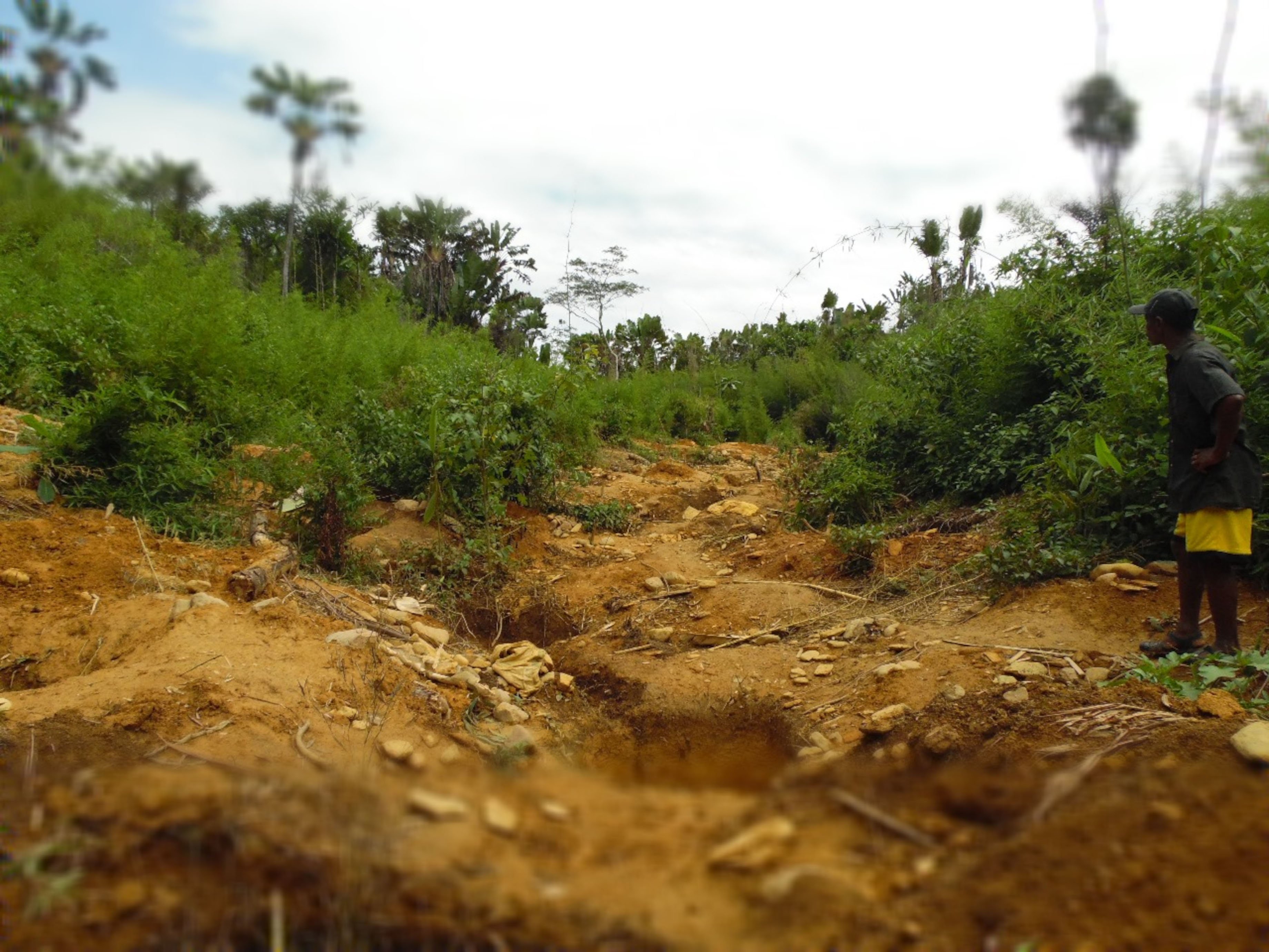 Bamboo destroyed by illegal gold mining