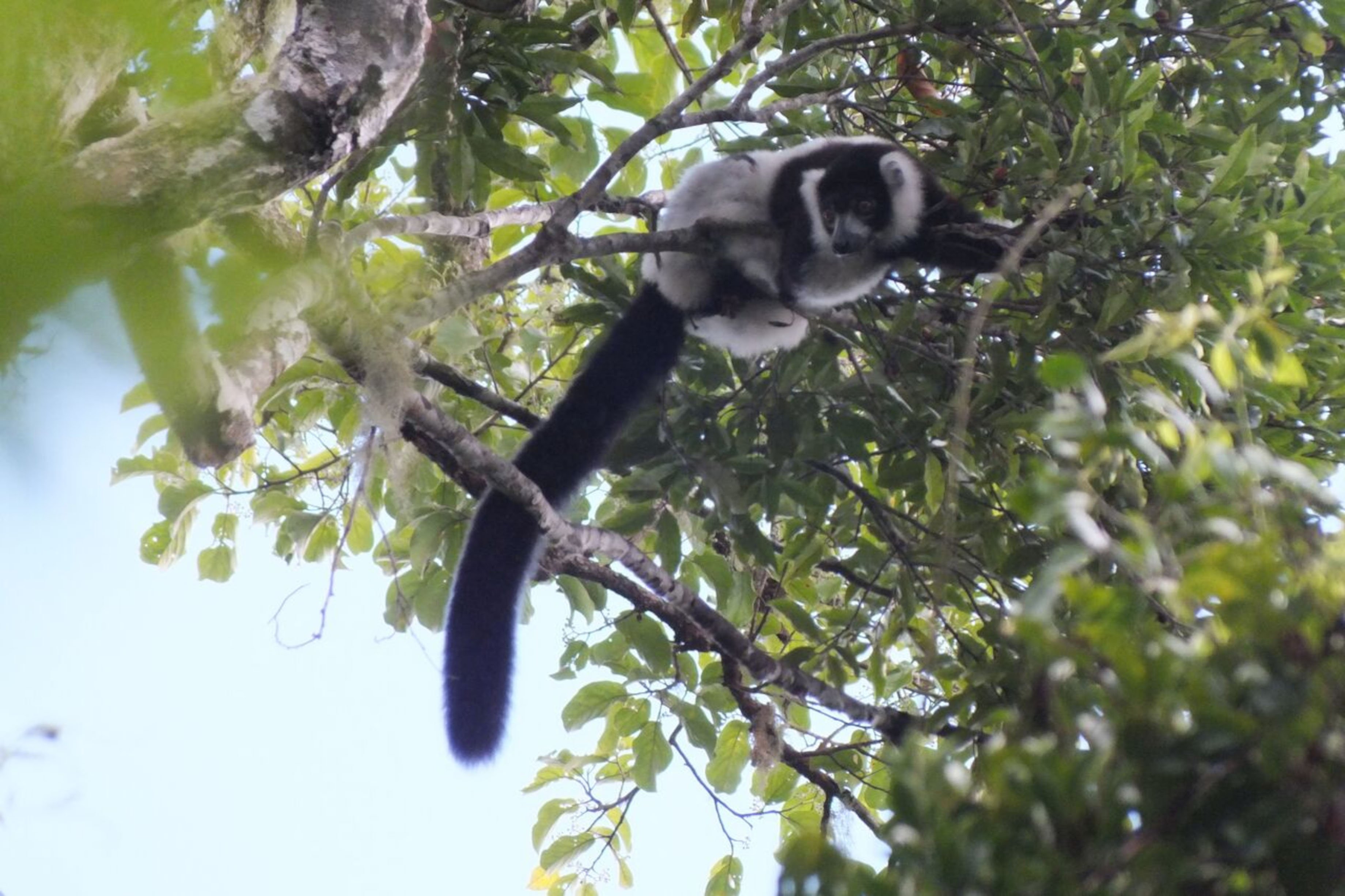 Black & White Ruffed Lemur in Andriantantely