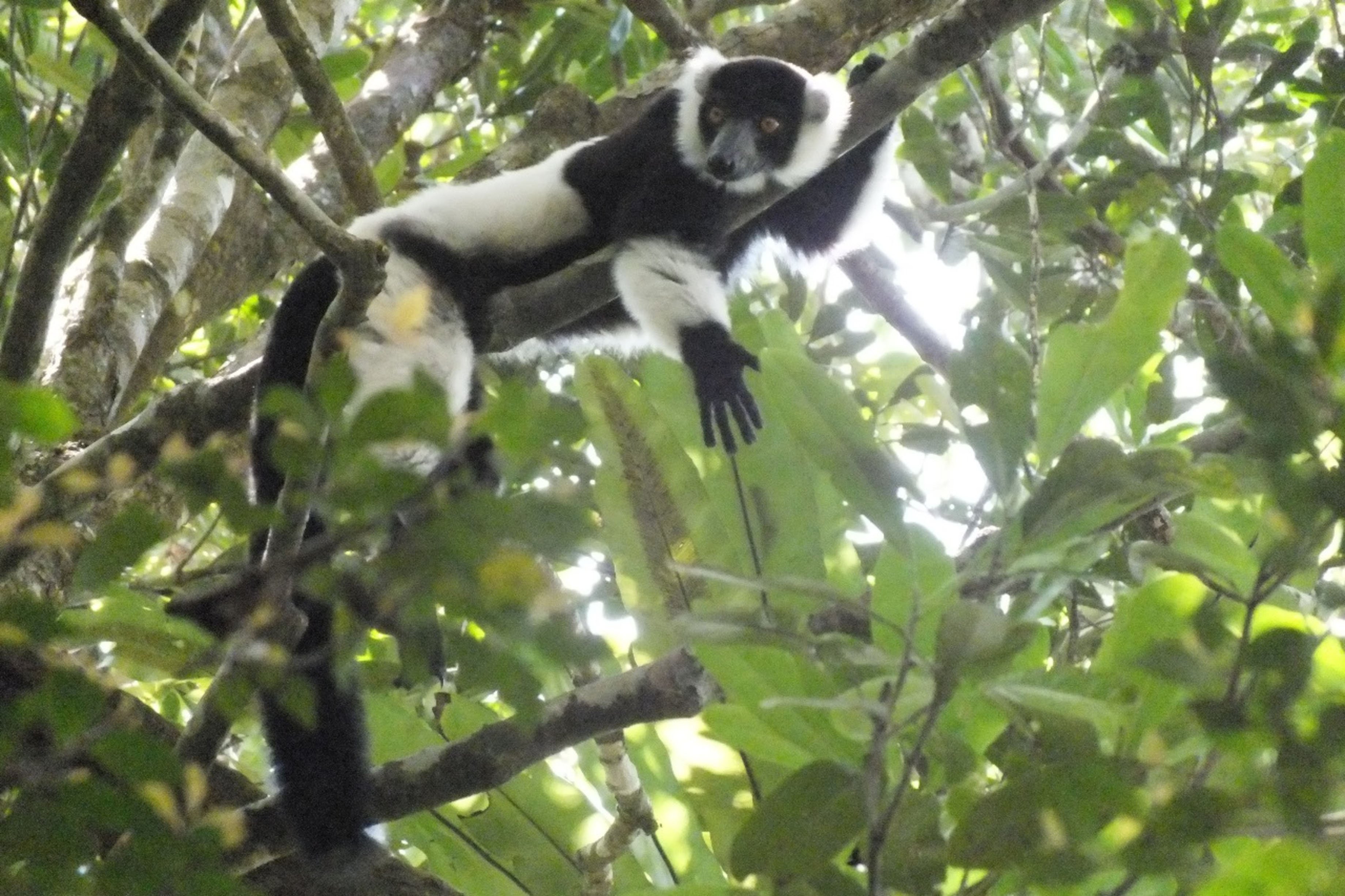 Black and white ruffed lemur