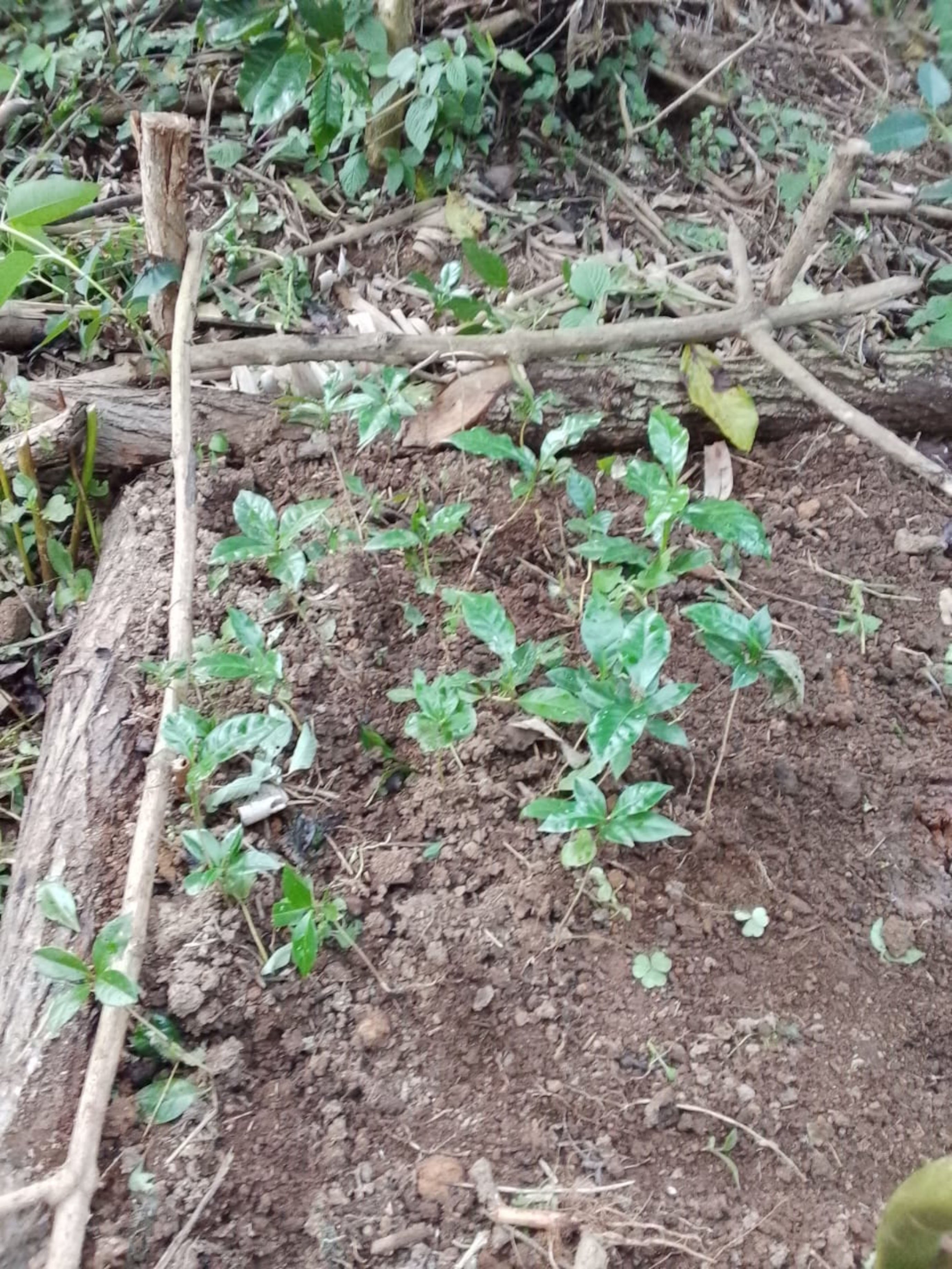 Coffee seedlings
