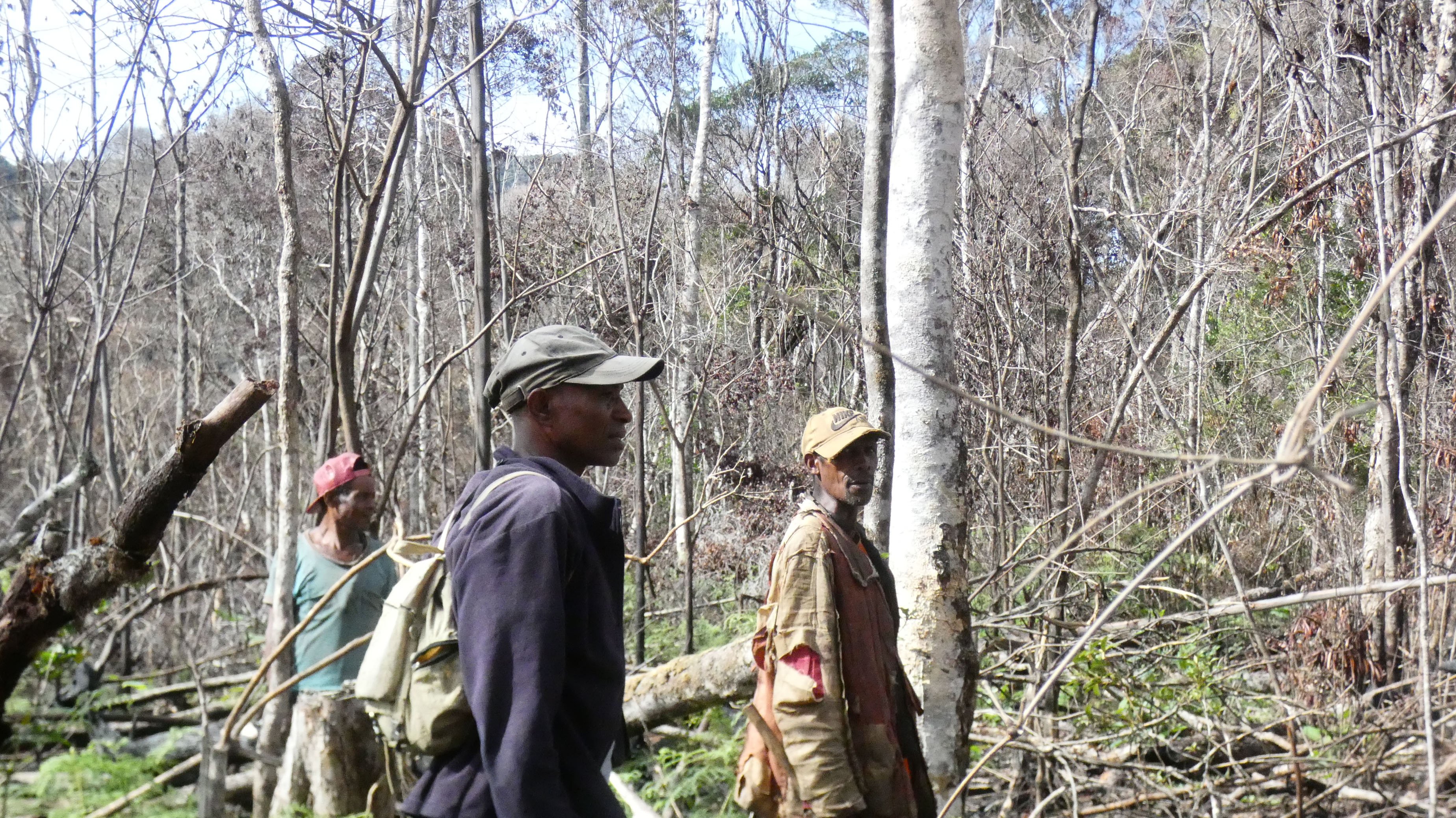 Cut area of forest