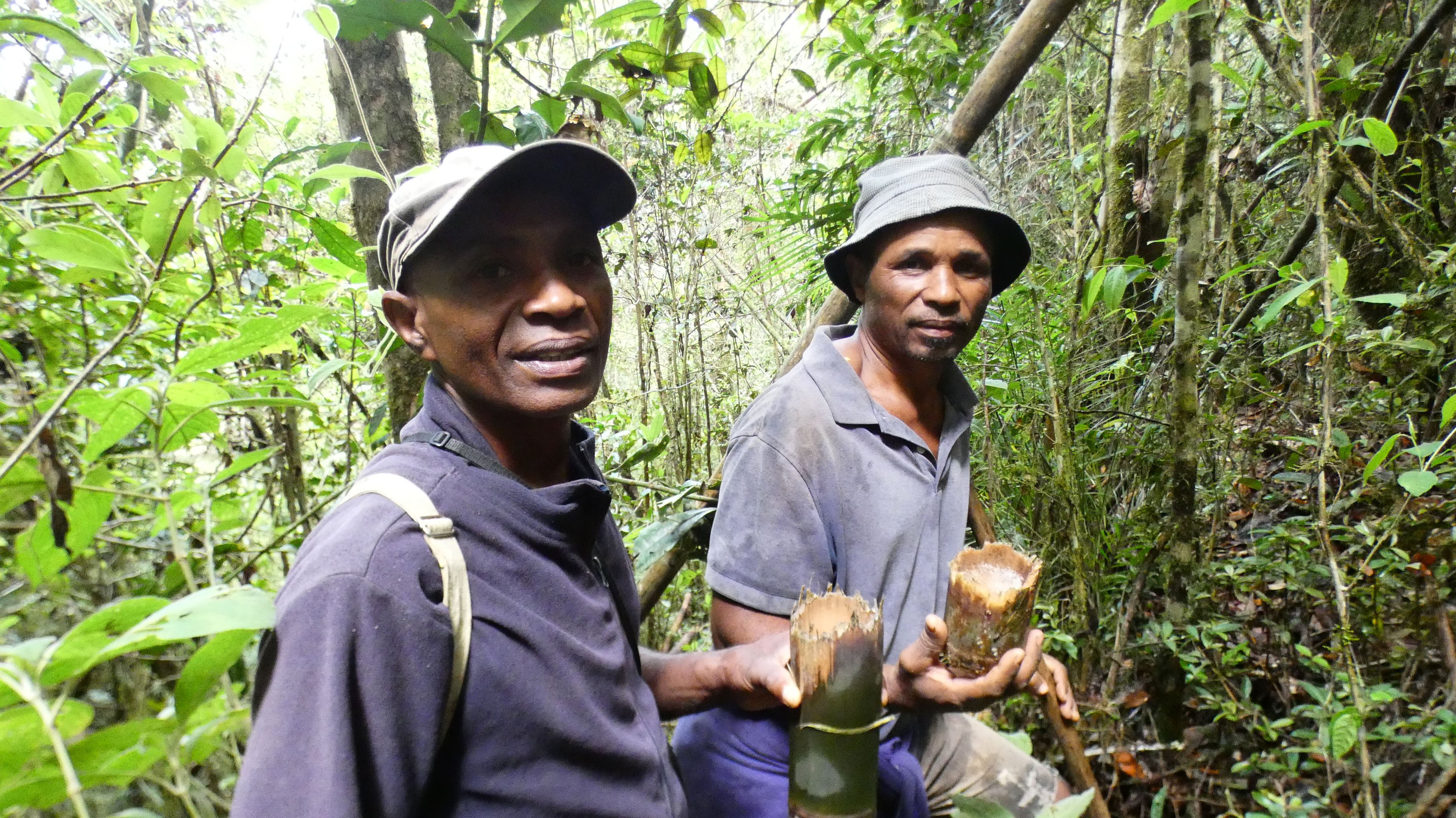 Damage to bamboo a vital food source for bamboo lemurs