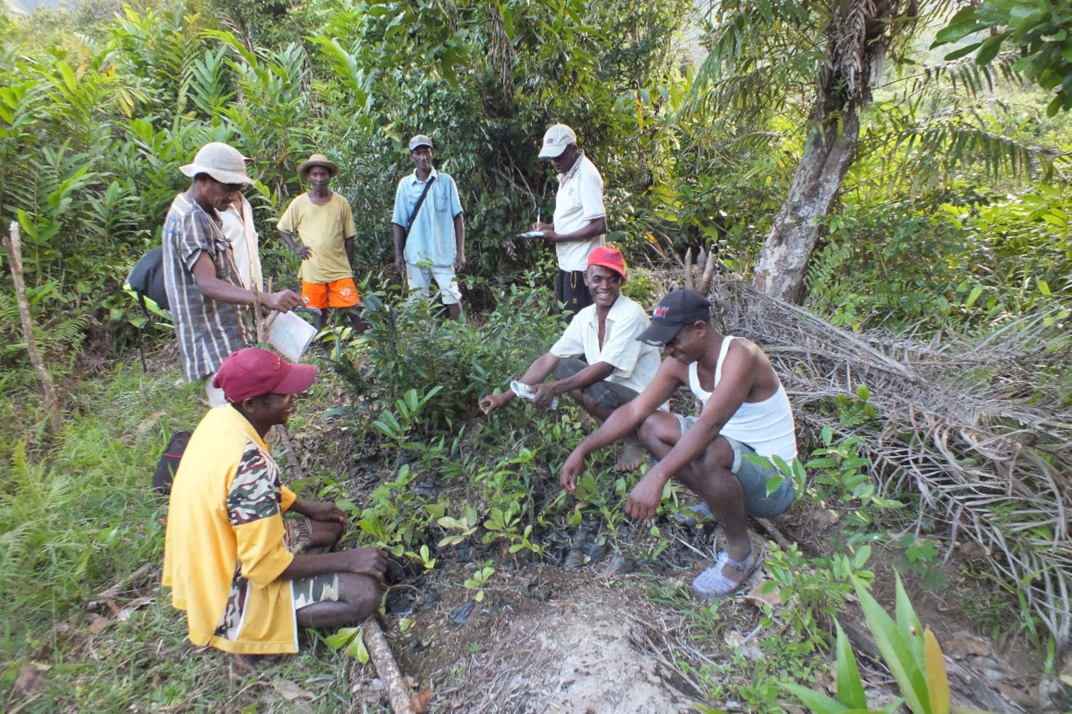 Forest restoration activities in Andriantantely by Haingo