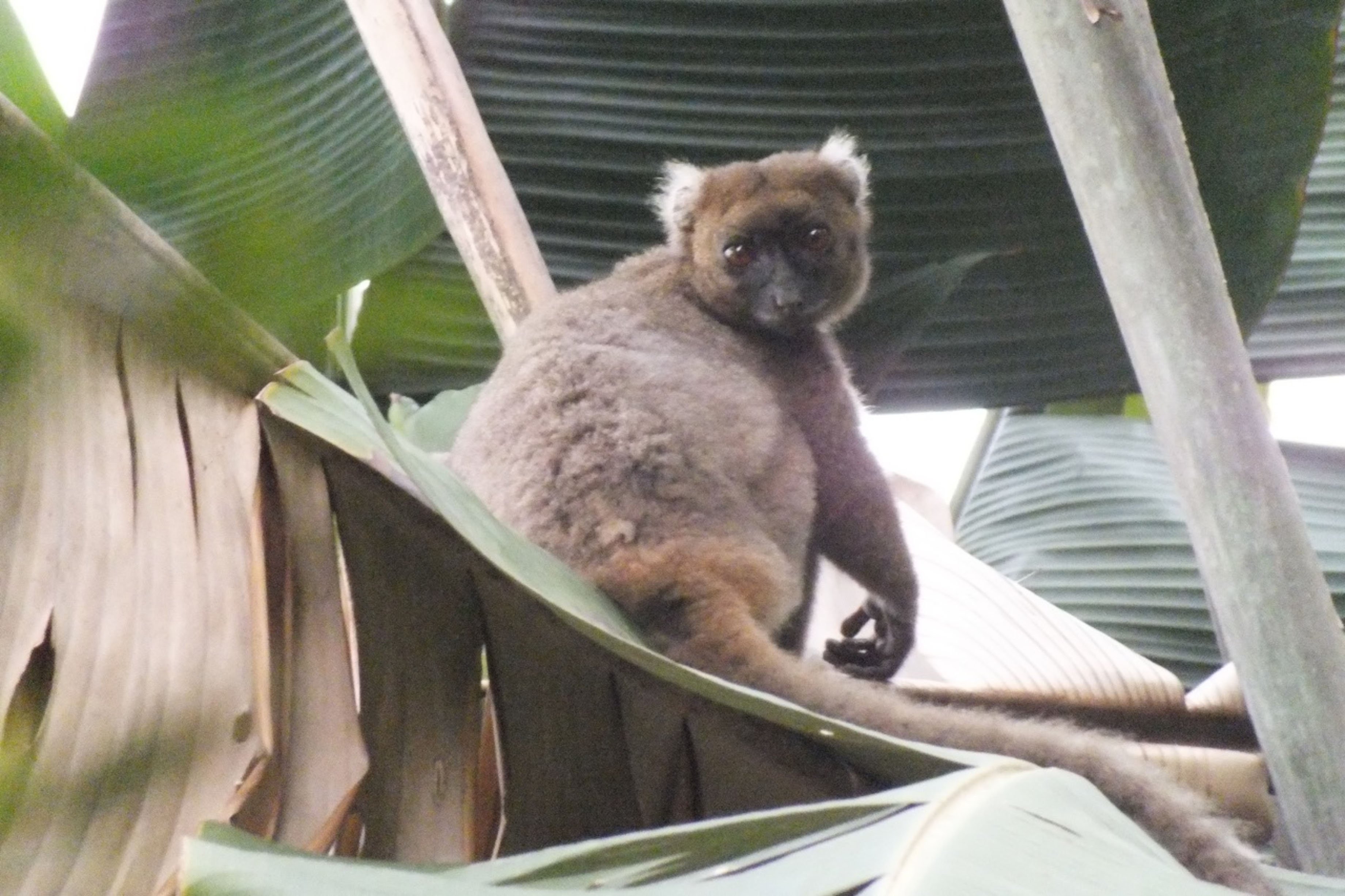 Greater bamboo lemur (6) 2025-05-26 at 22.16.23 (2)