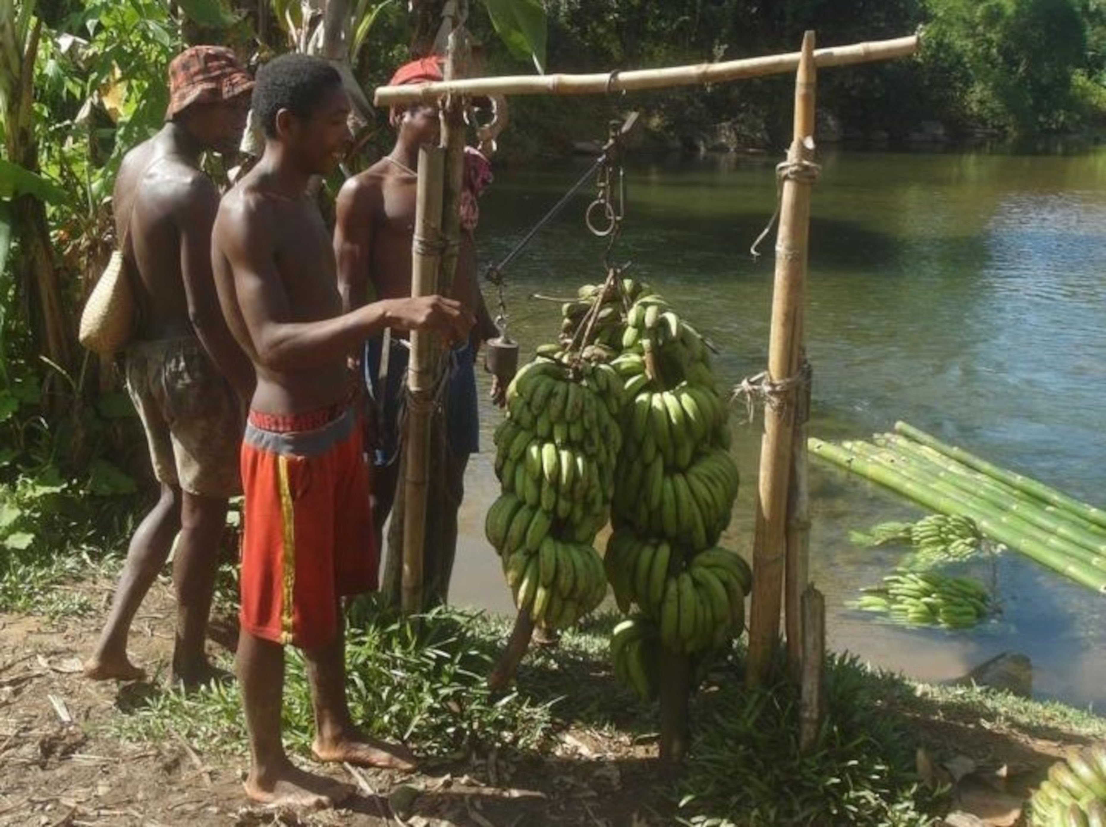 Harvesting bananas (MR)