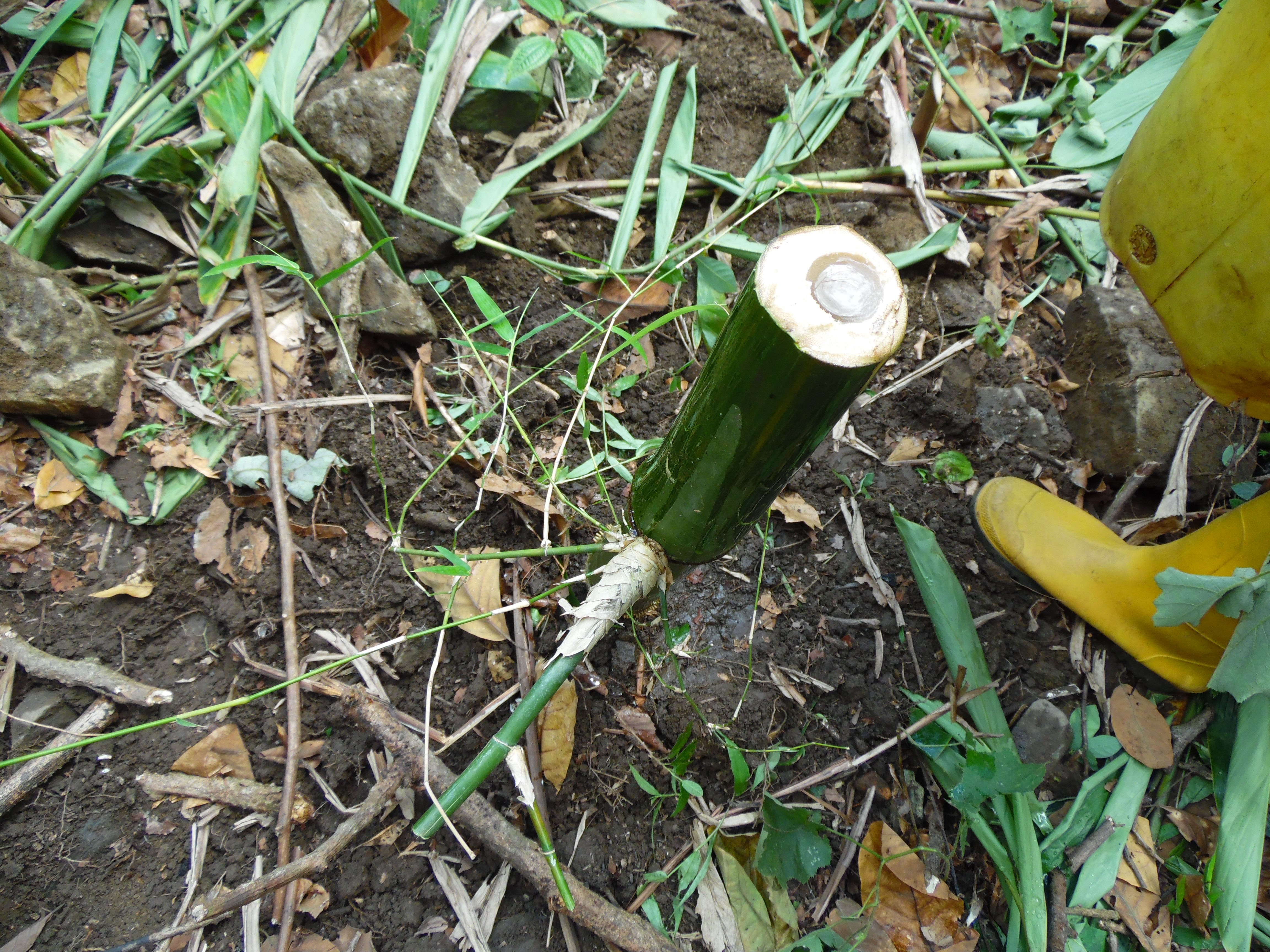 INVASIVE PLANT- Sahatoana (81)