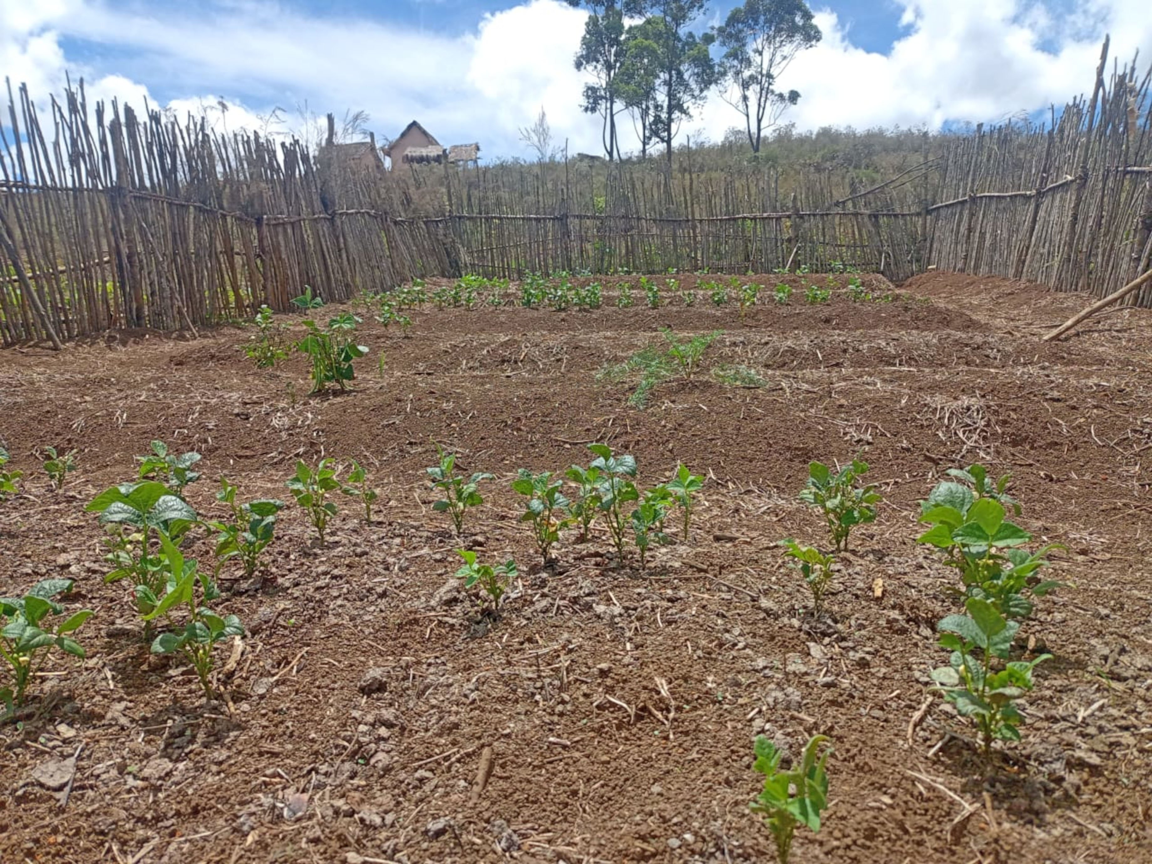 Lack of rainful reduces crop germination