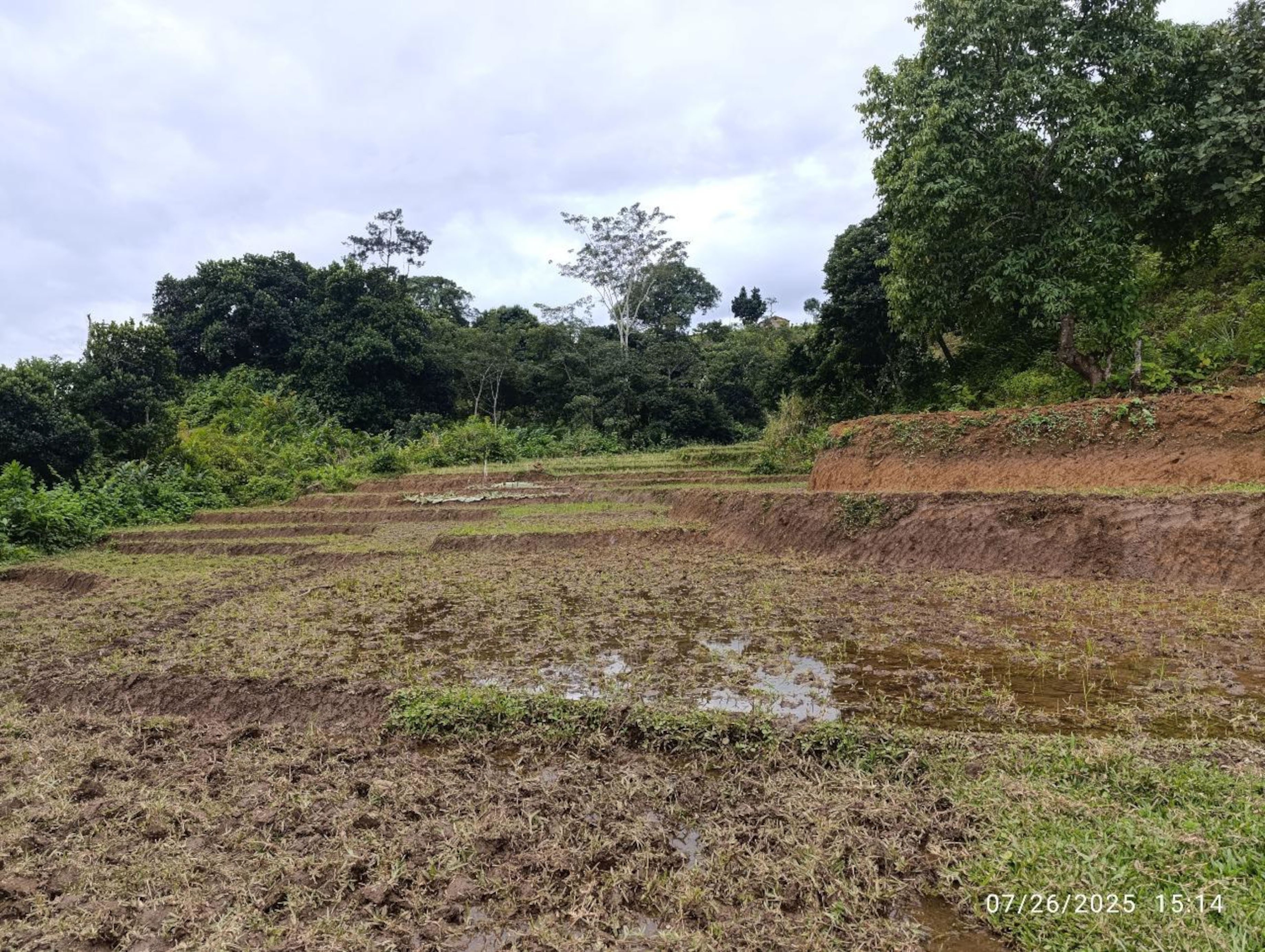 Lowland rice field, Bezamba