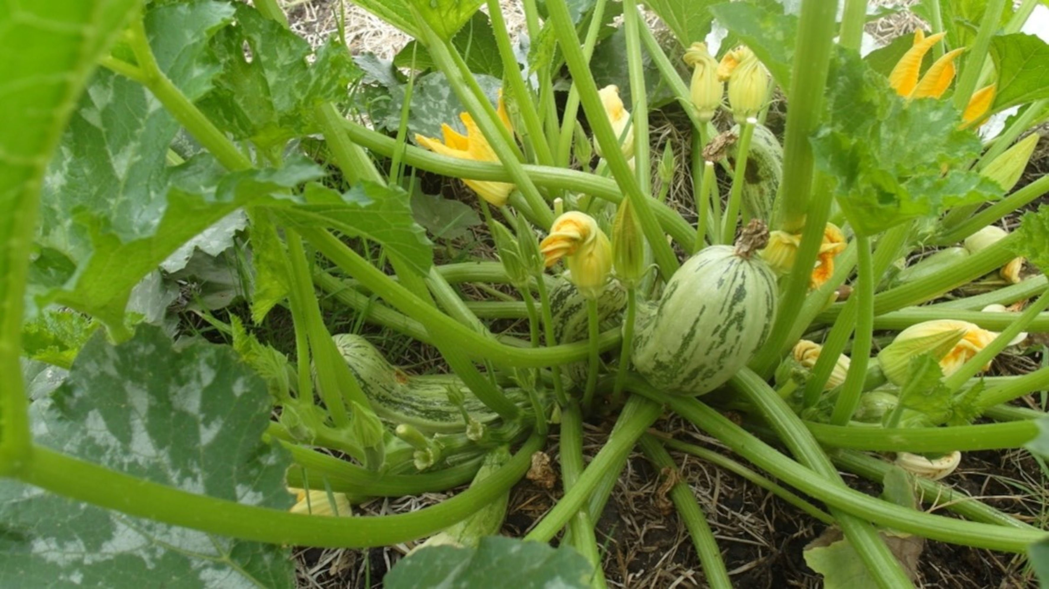 Market garden plant