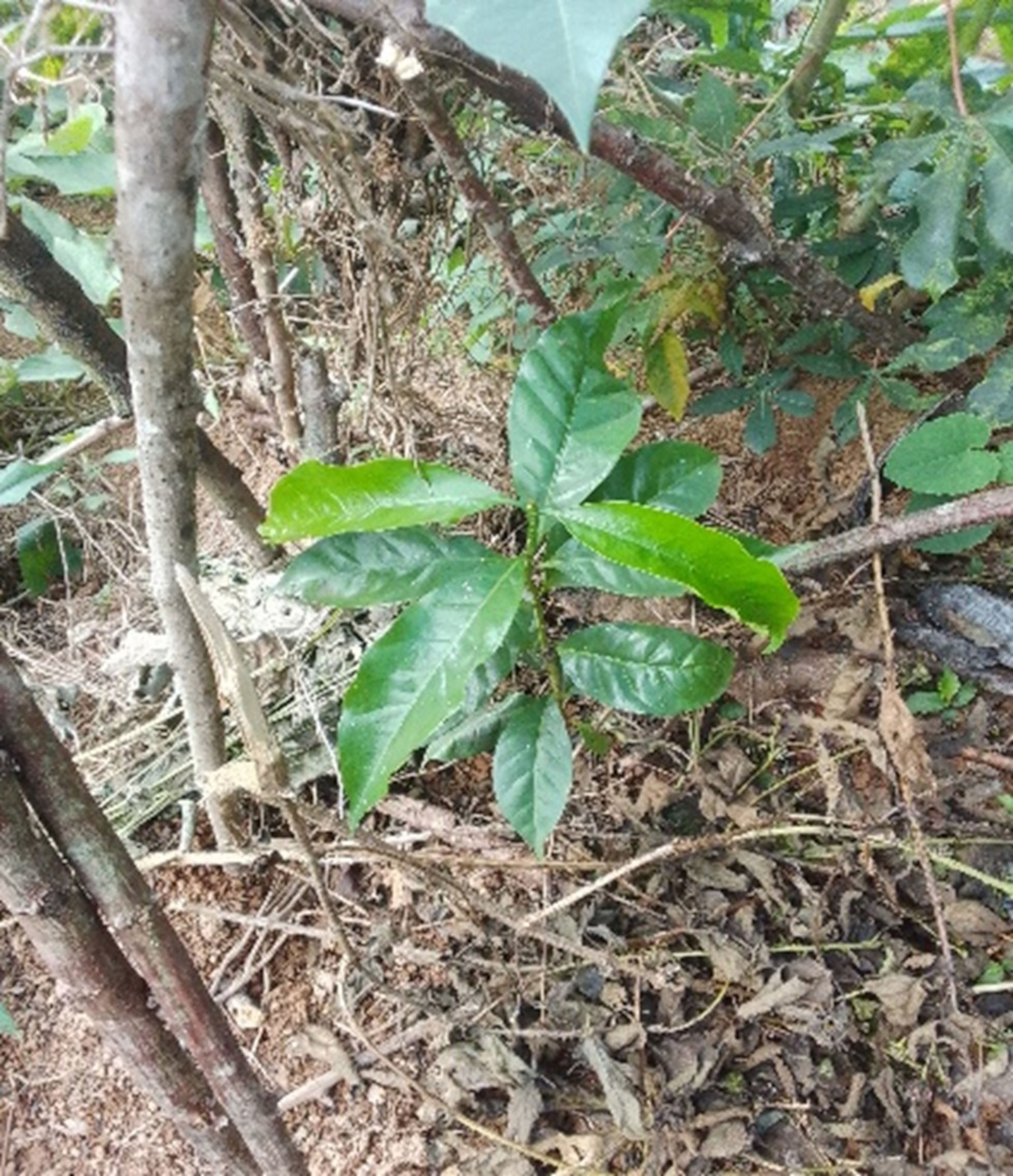 Transplanted coffee sapling in Sakalava March 2025