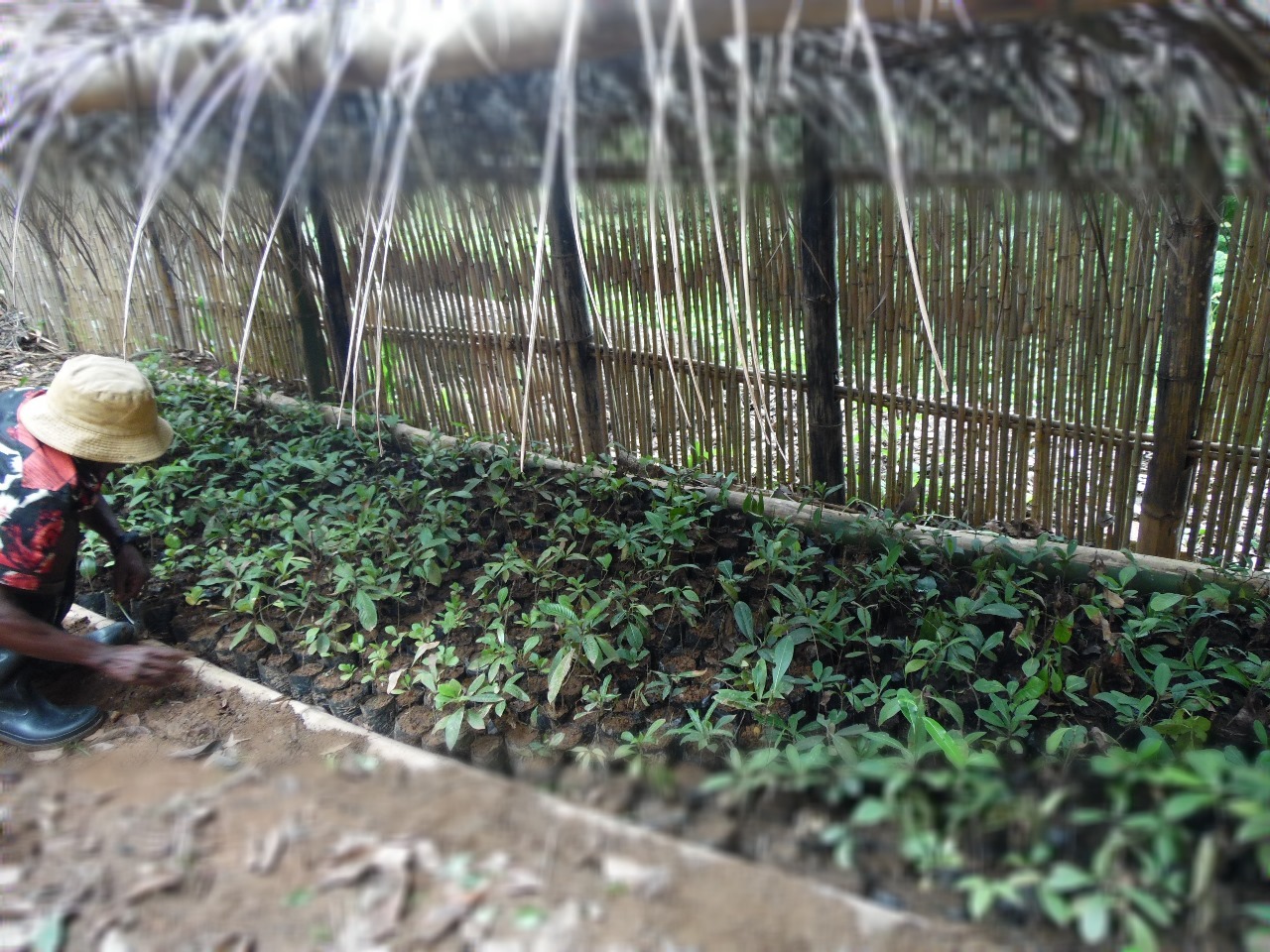 Tree Nursery (1)