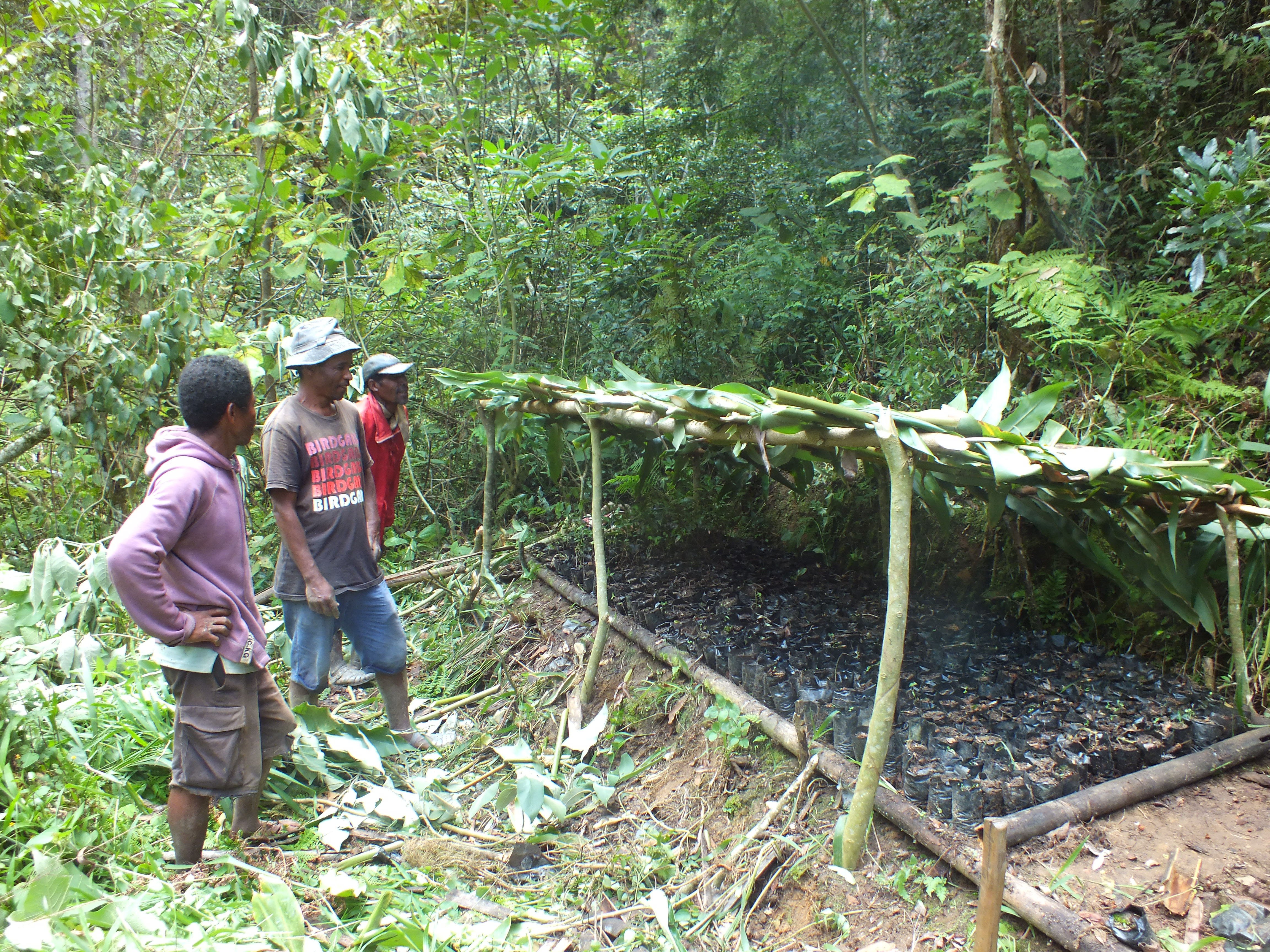 Tree nursery 2023 VOI Ala Maitso 2023 09