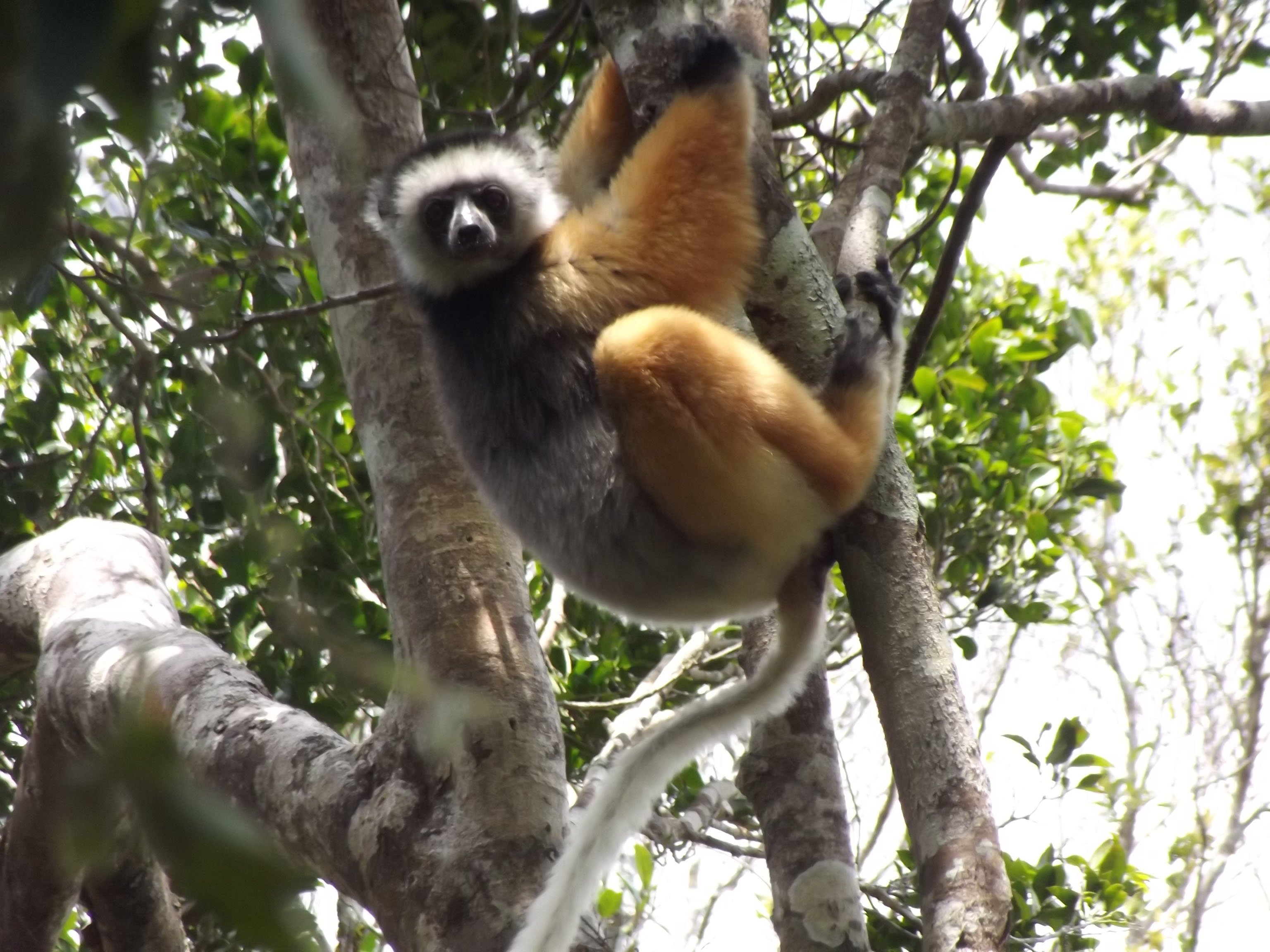 diademed sifaka at Andriantantely by Haingo (2)