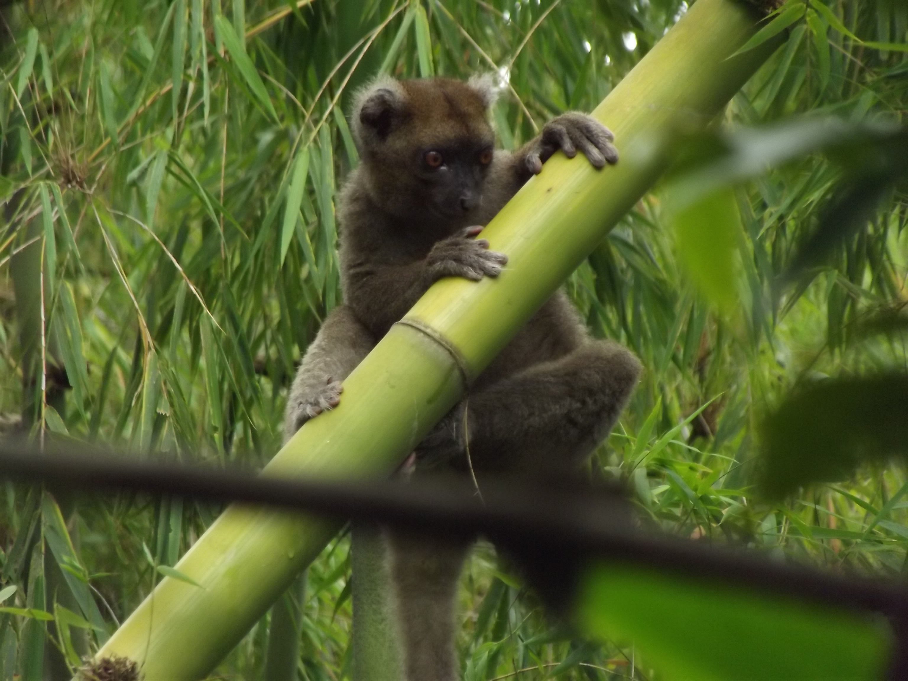 greater bamboo lemur 1403 at Lanonana by Hery Randriahaingo (62)