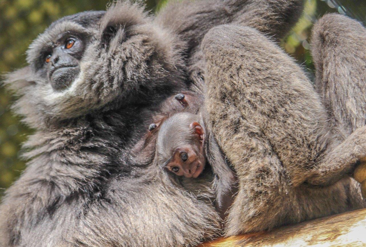 A baby gibbon is born at Howletts Wild Animal Park