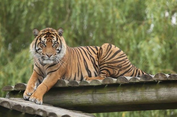 Achilles enjoys resting on his high platforms at Howletts Wild Animal Park