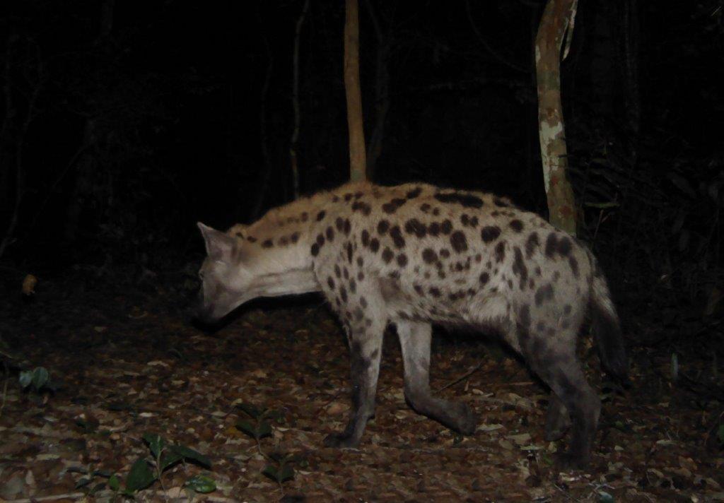 1 Spotted hyena in Bateke-Panthera_ANPN_TAF.jpg