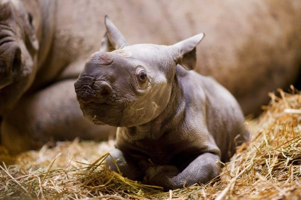 Adorable black rhino calf at Port Lympne Reserve c Shelley Kettle.jpg