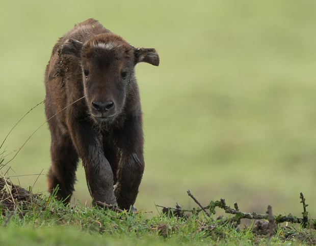 Baby takin at Port Lympne Reserve resize for blog.jpg