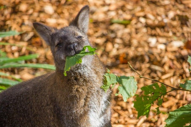 Wallaby port lympne 2.jpg