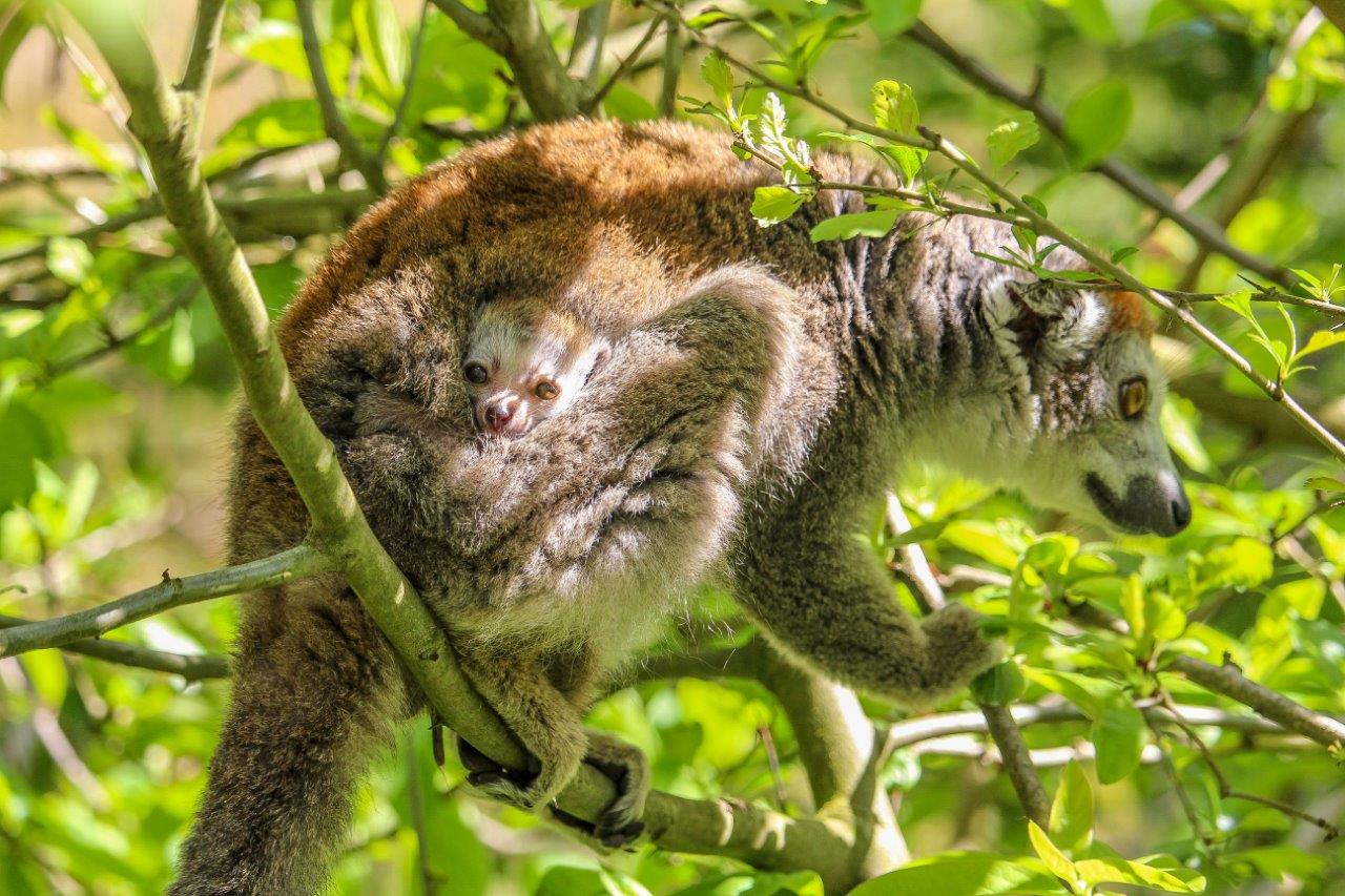 An infant crowned lemur is carried by its mother at Howletts Wild Animal Park