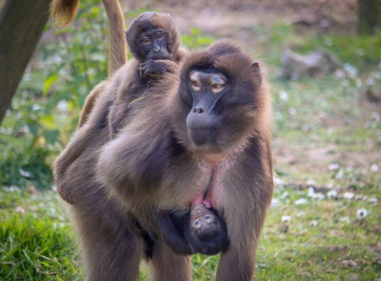 Baby Gelada Baboons are carried by thier mothers at Howletts Wild Animal Park