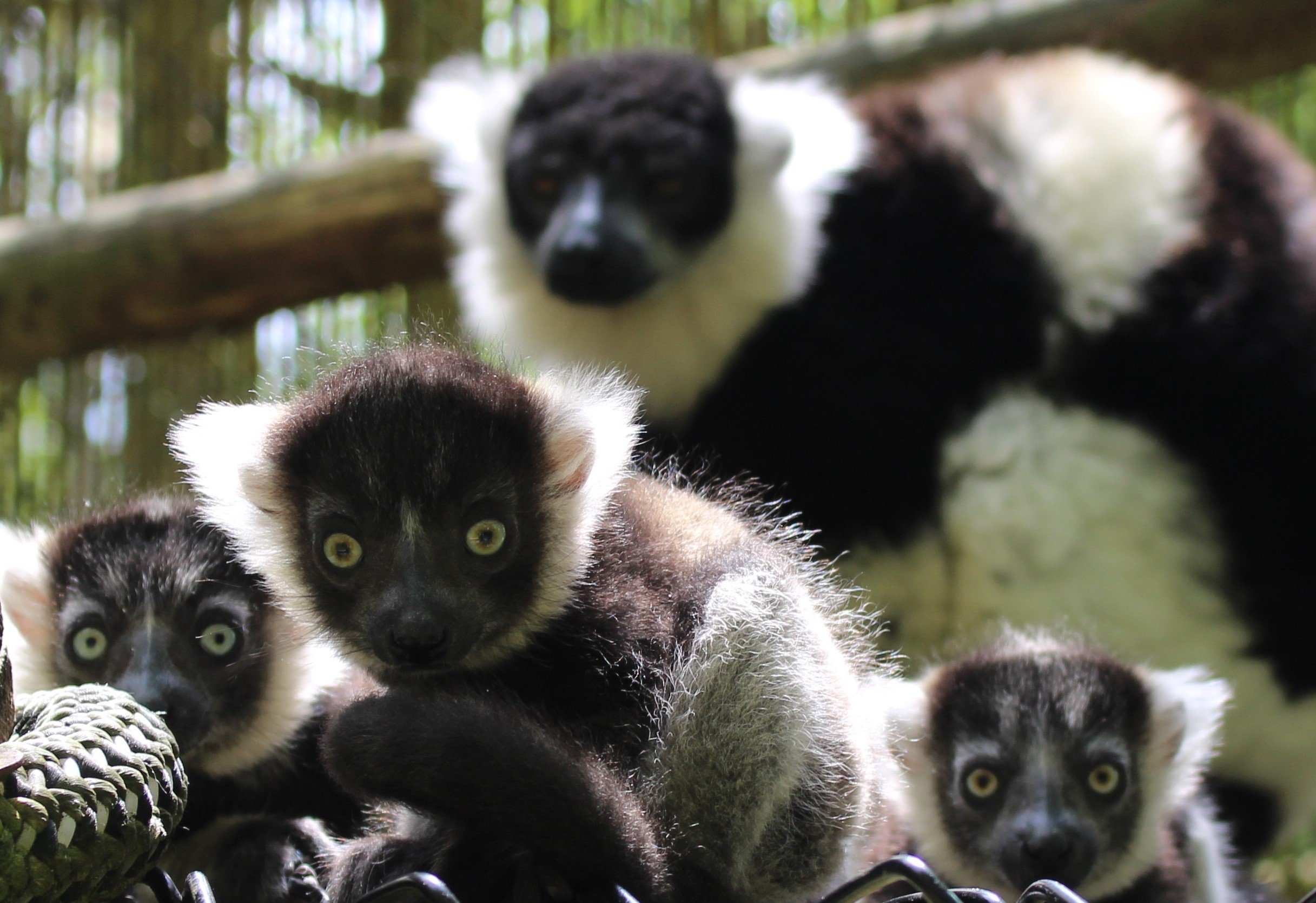 Black and White Ruffed Lemur Infants at Port Lympne Hotel & Reserve c Port Lympne Hotel & Reserve